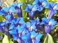 cluster of blue gentian flowers