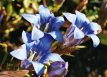 cluster of blue gentian flowers