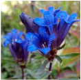 cluster of blue gentian flowers