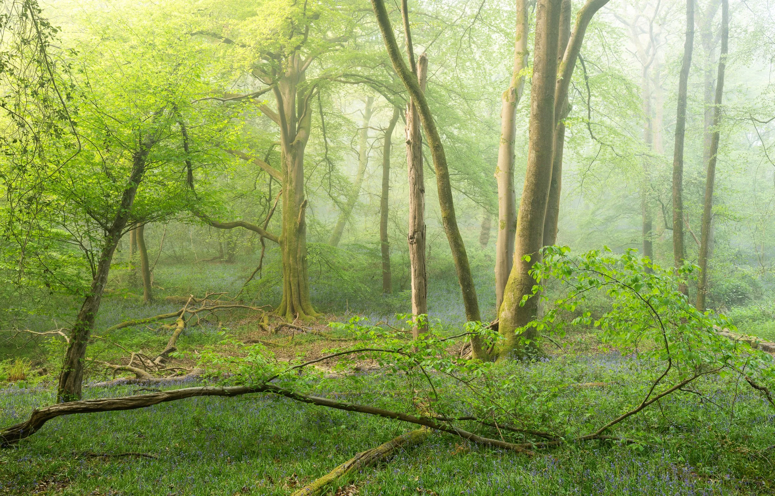 Bluebell Photography in the Home Counties
