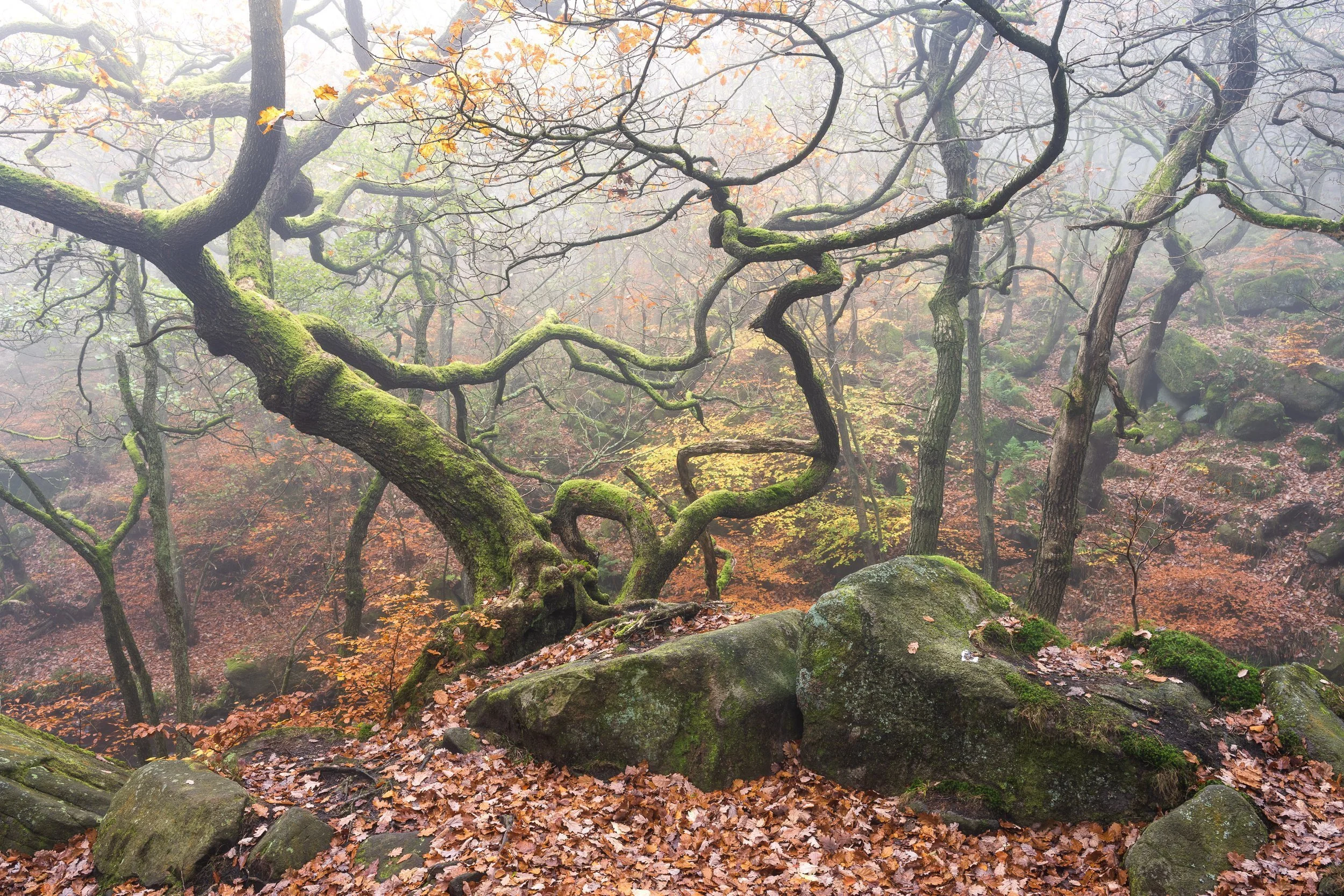 Woodlands Photography In Padley Gorge NIGEL DANSON woodlands-photography-in-padley-gorge-nigel-danson