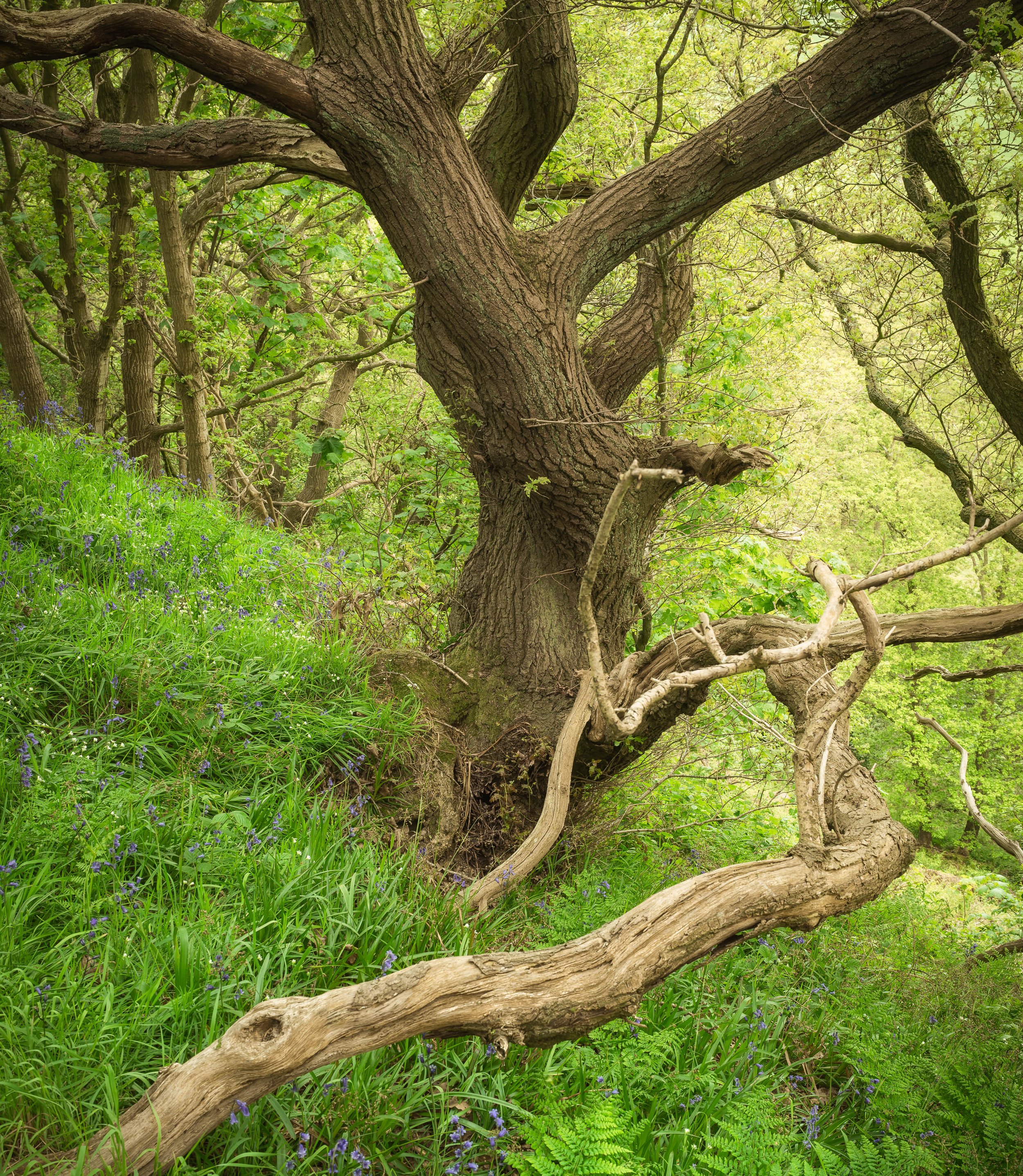 _Z8D5328-Edit.jpg