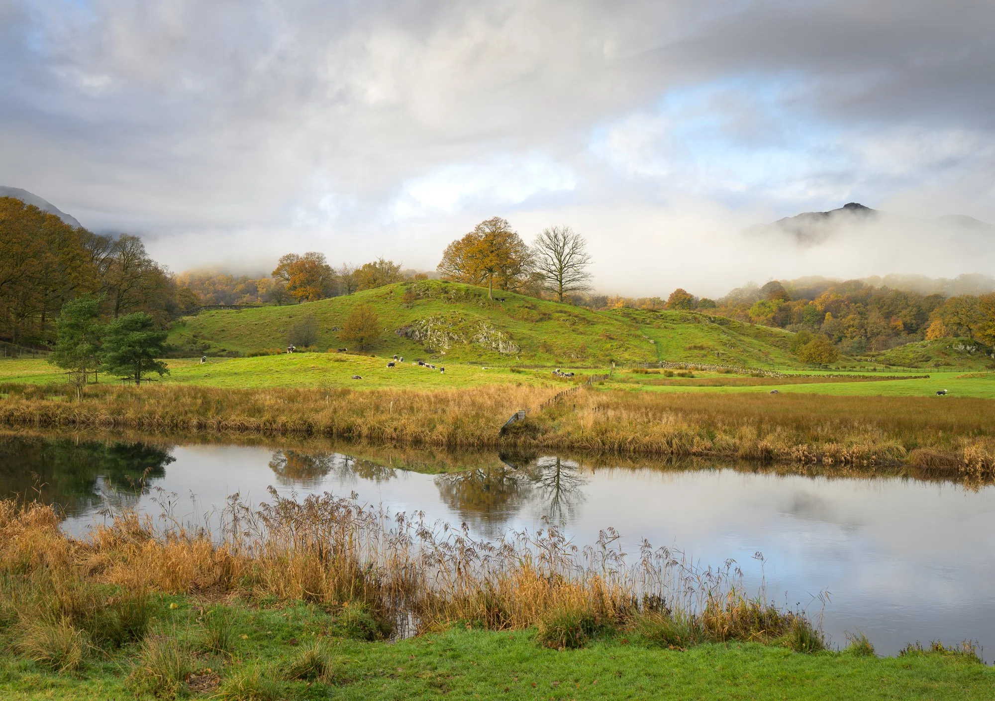 Brathay Delight