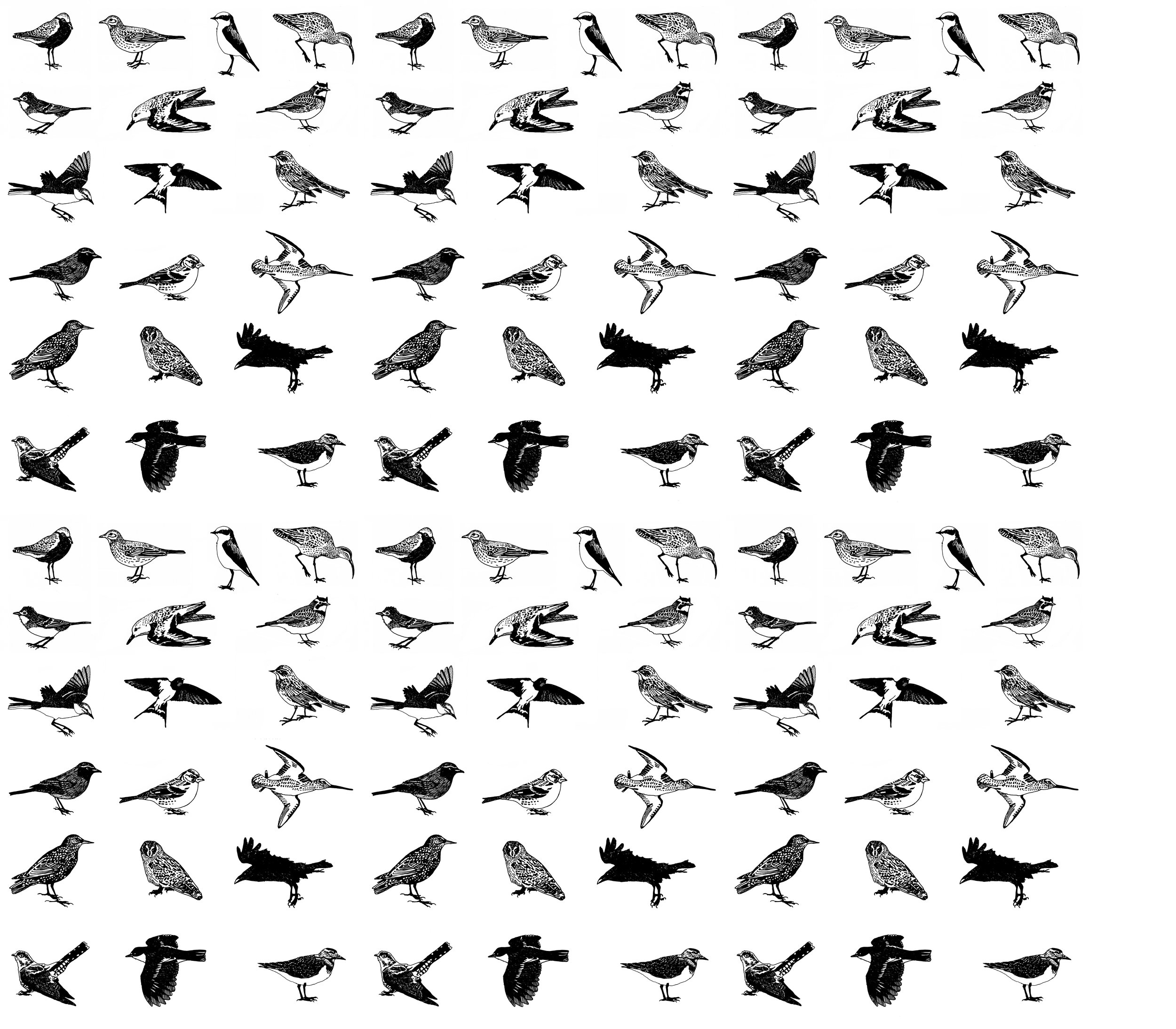 bird wrapping paper no names.jpg