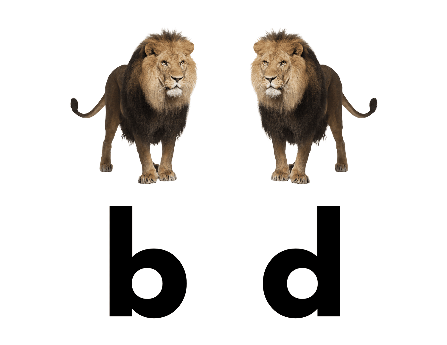 B and D Reversals Solved! — Reading Rev