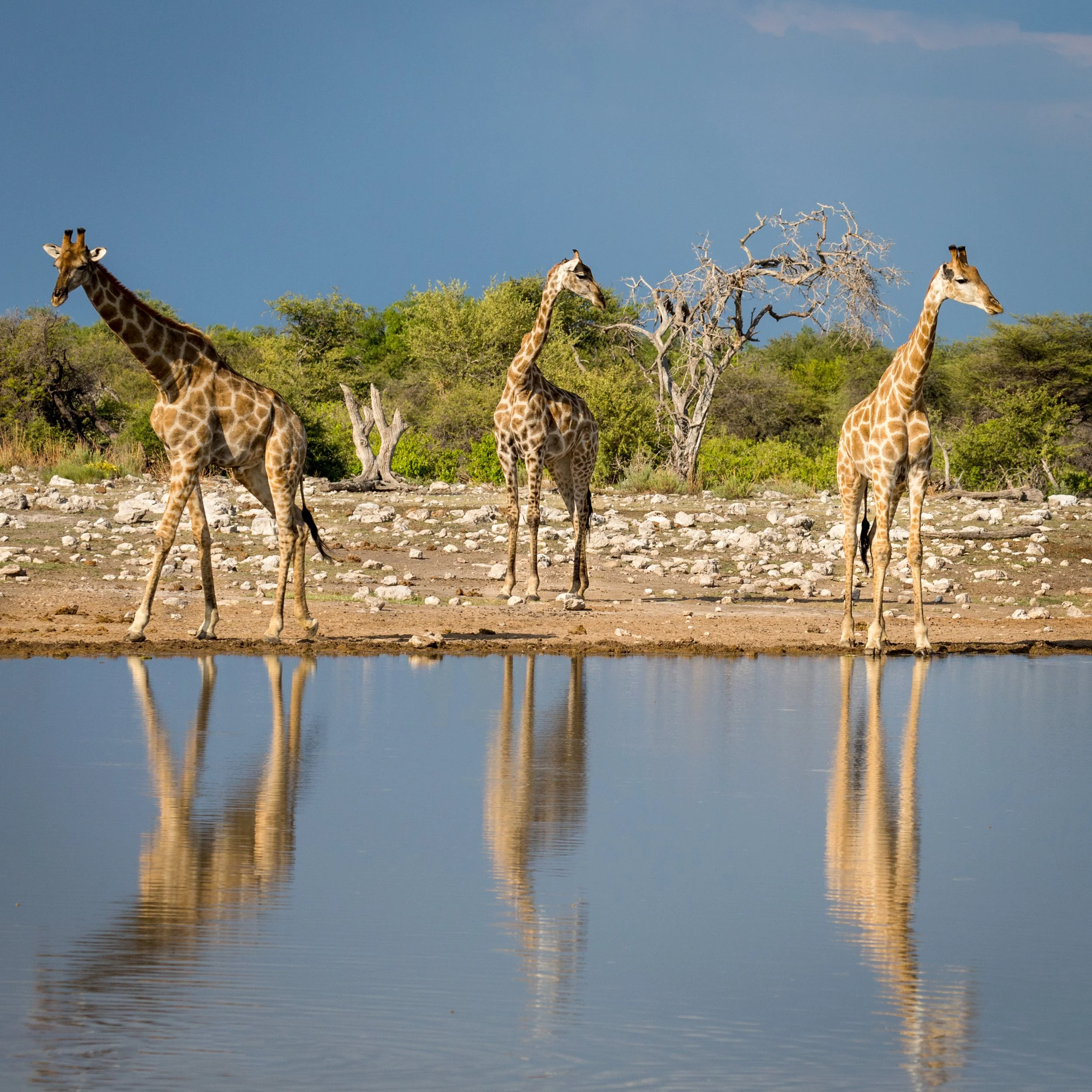 Namibia-2019 February-_M6A1353-Edit.jpg