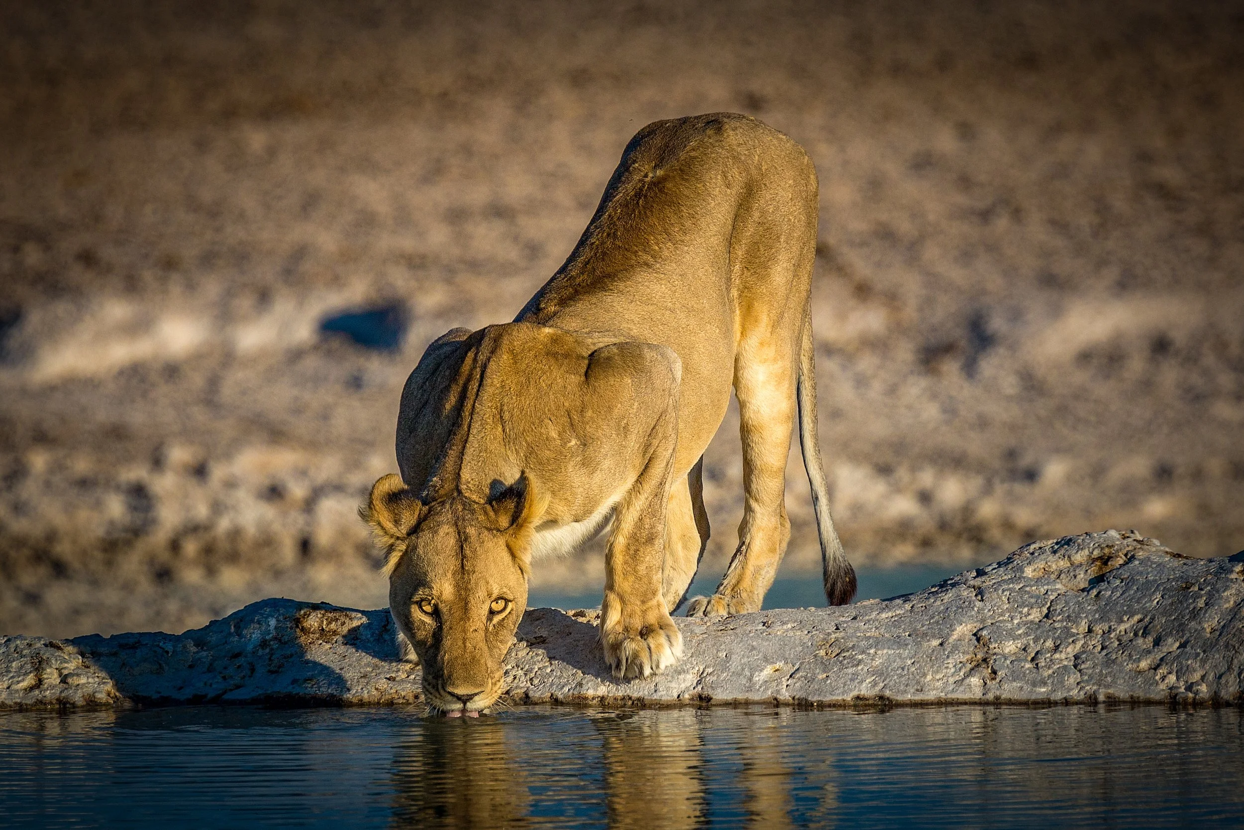 Namibia 2019 Feb TIFF--9.jpg
