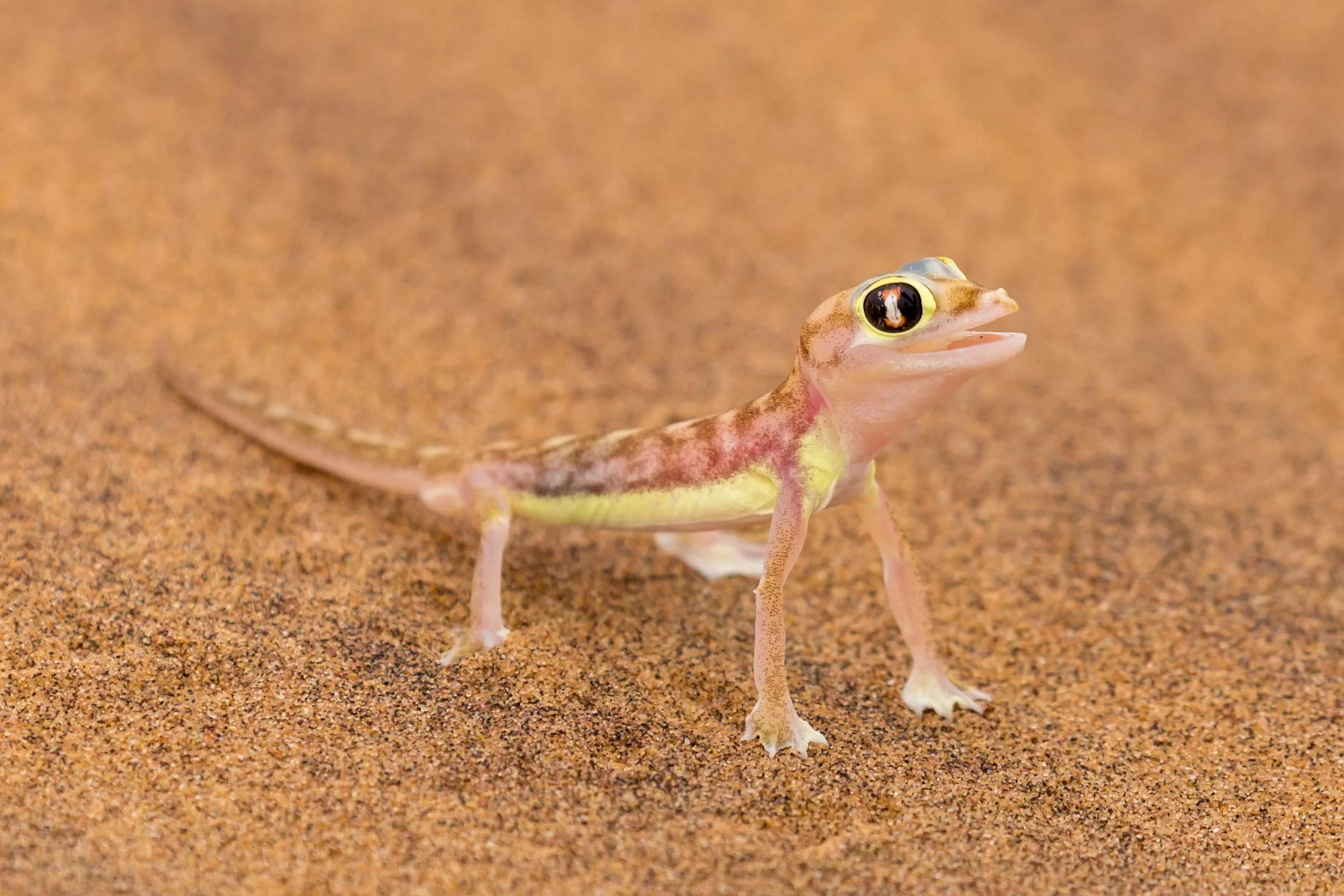 Namibia 2019 Feb TIFF-3885.jpg