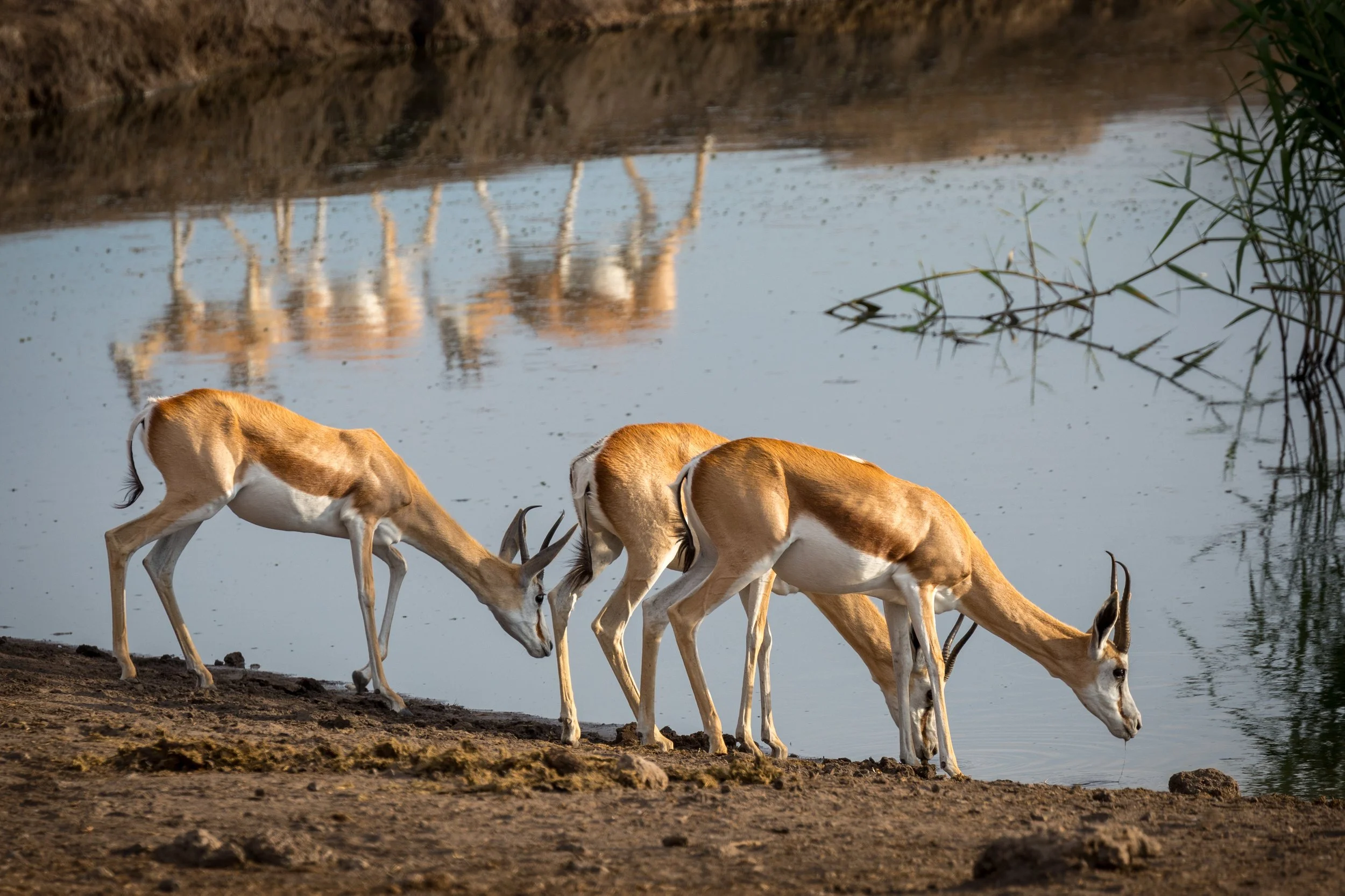 Namibia-2019 February-_M6A1556-Edit.jpg