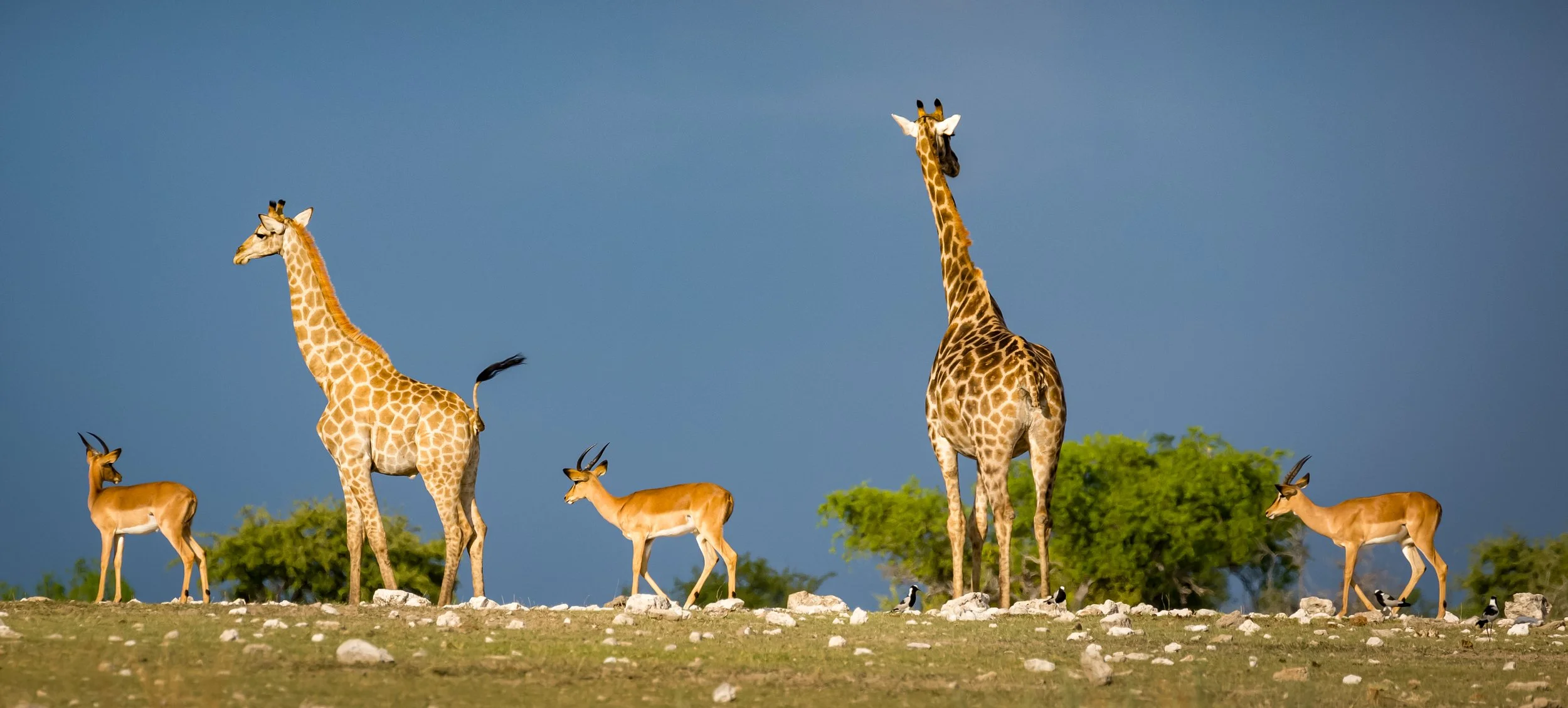 Namibia 2019 Feb TIFF-1522.jpg