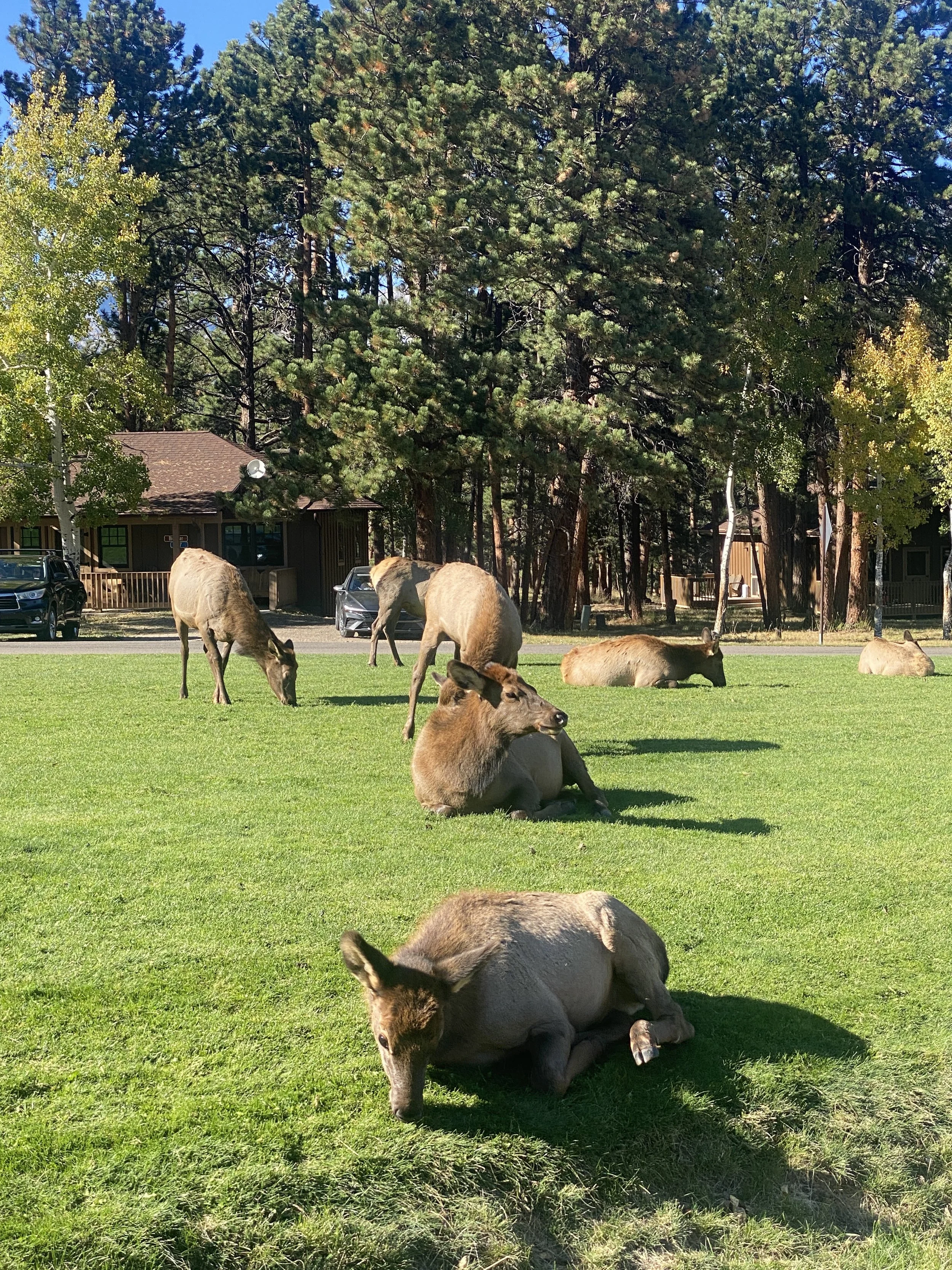 More YMCA Elk...