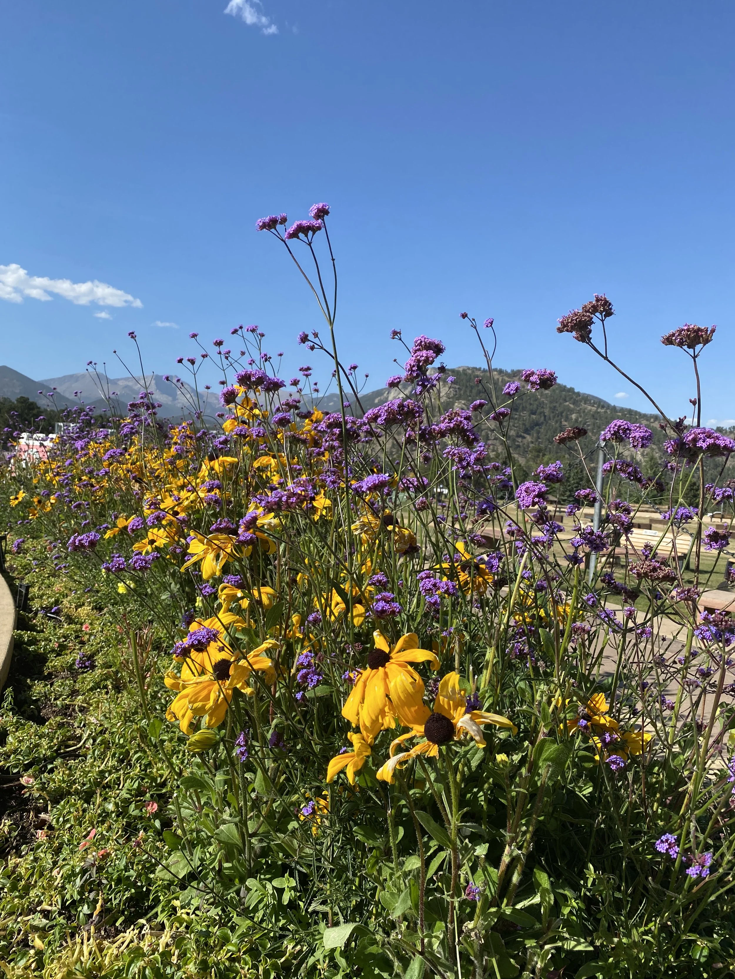 Mountain park flowers!