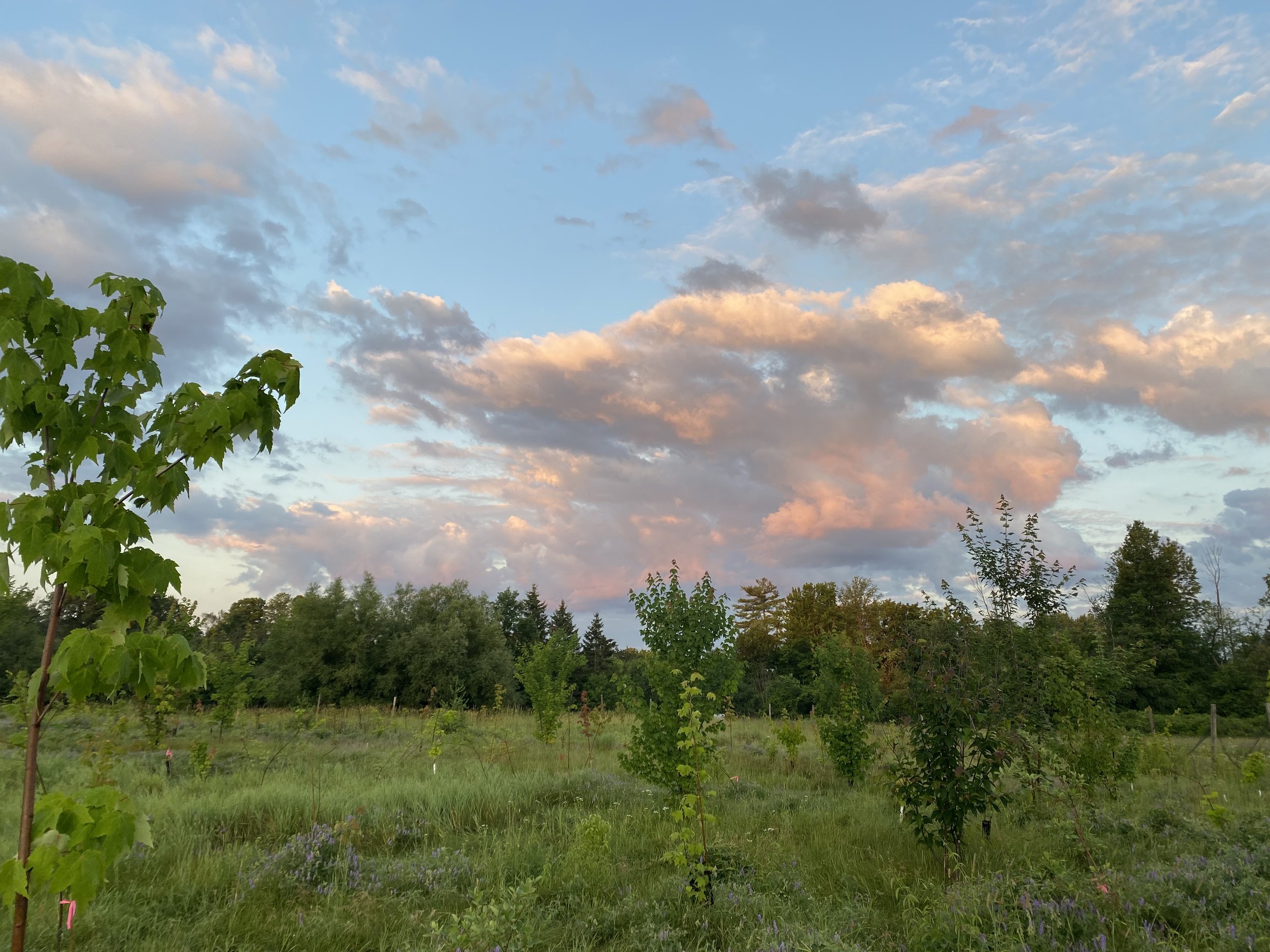 Summer Morning Productivity Surveys and Nest Searches