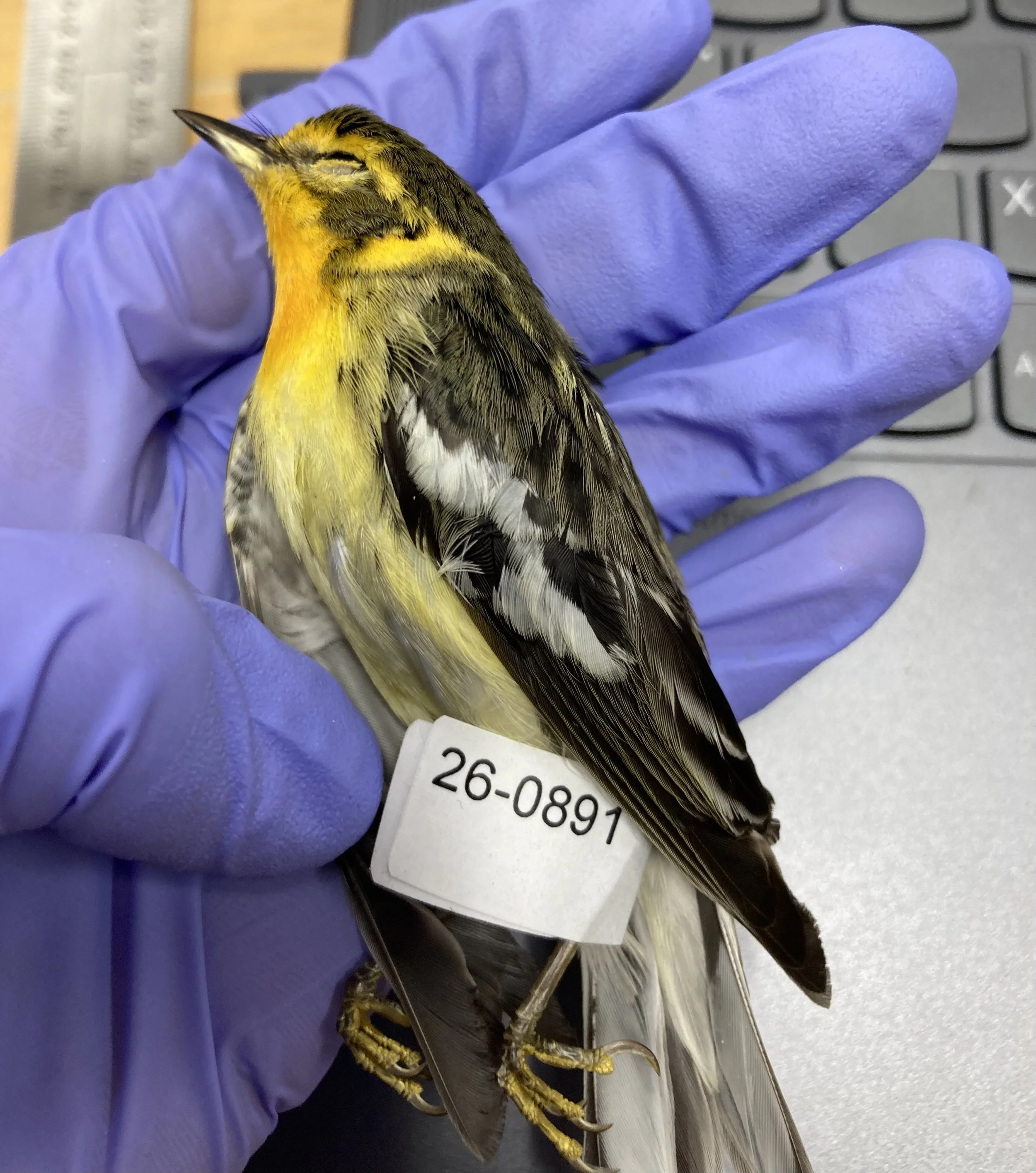 Death on Migration: Ageing and Sexing Window-Collision Birds