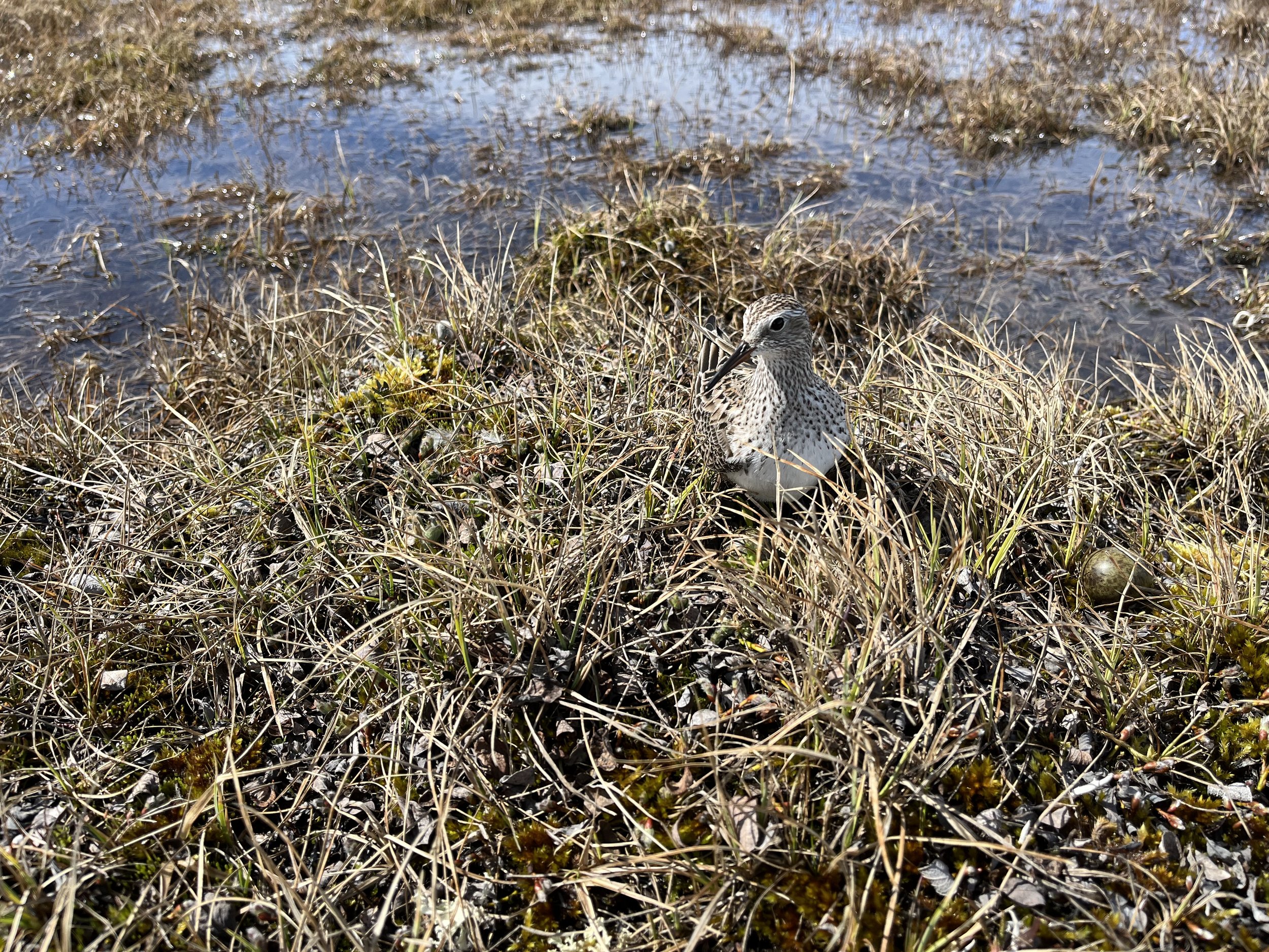A white-rumped sandpiper