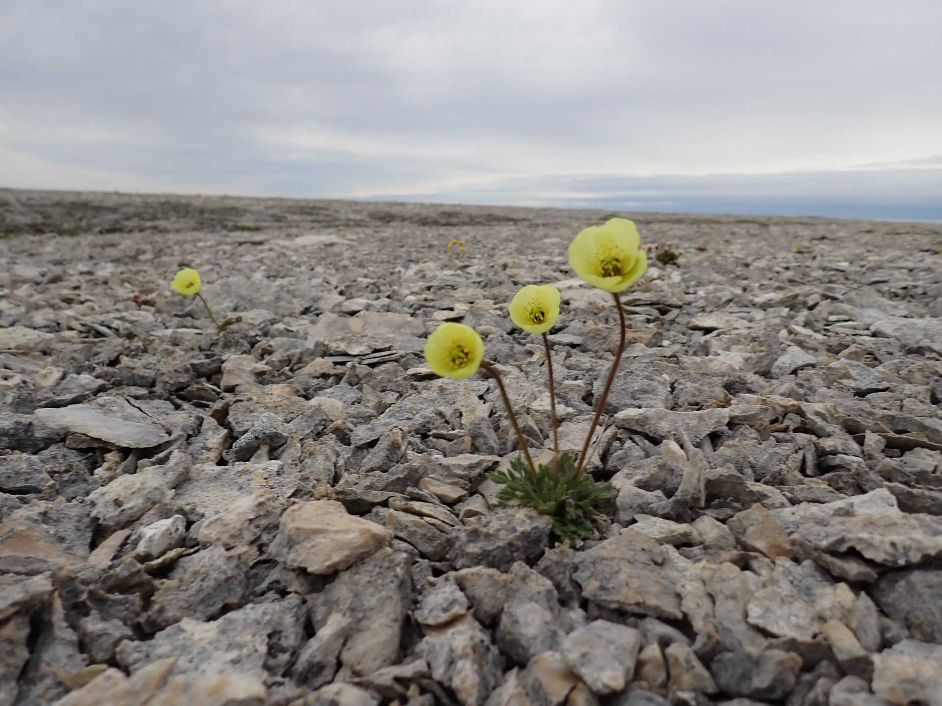 arctic_poppies.jpg