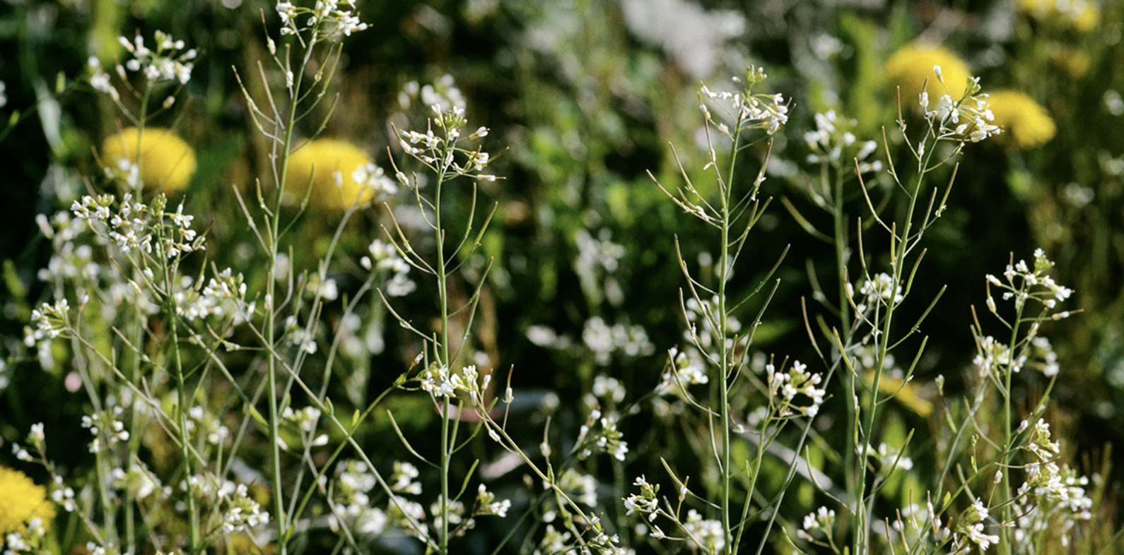 BIOL 5404 - Arabidopsis Gene Regulation