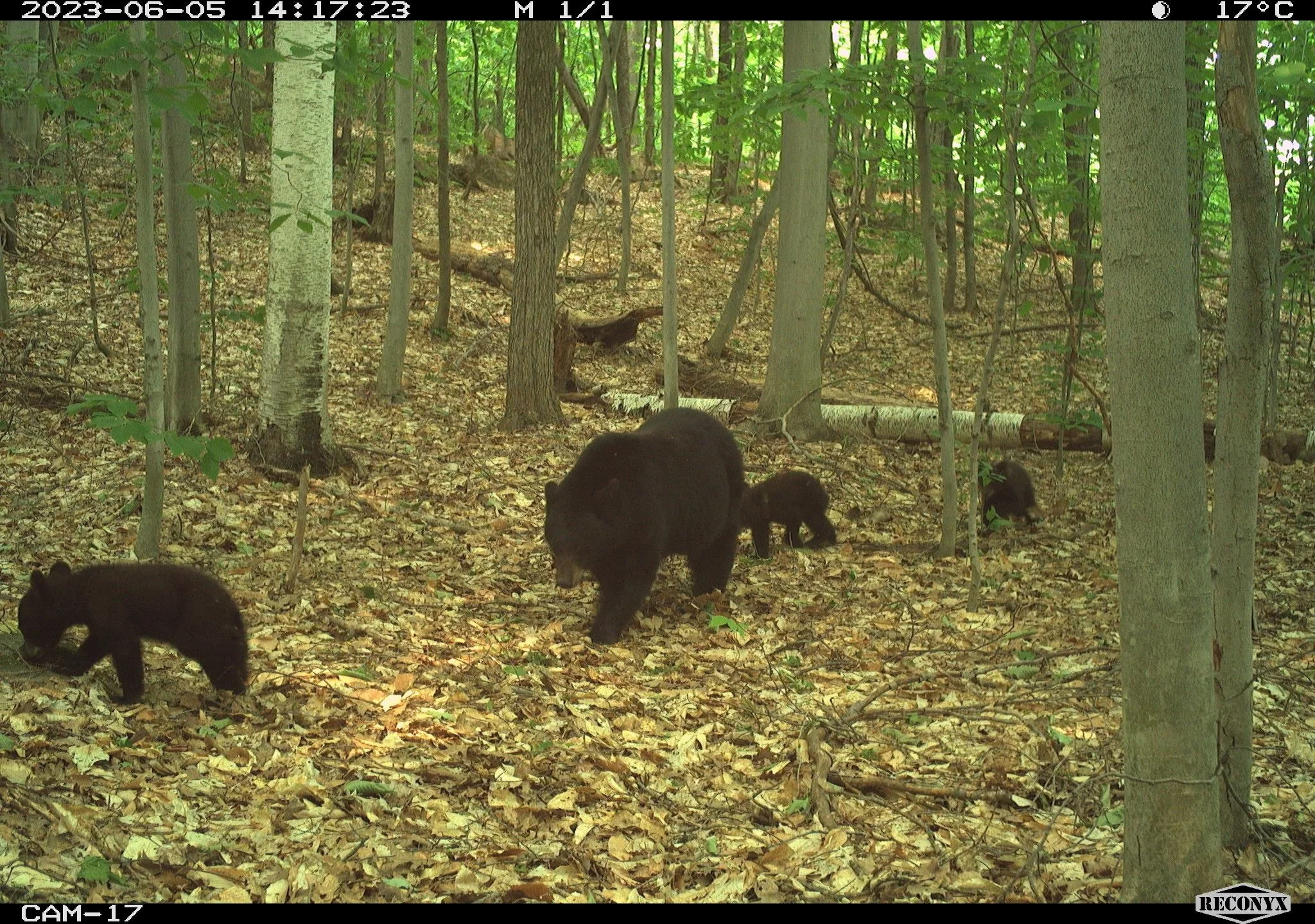 BIOL 5404 - Mammal Road Ecology