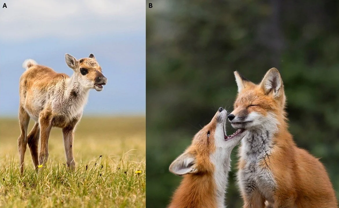 BIOL 5404W - Charismatic Species