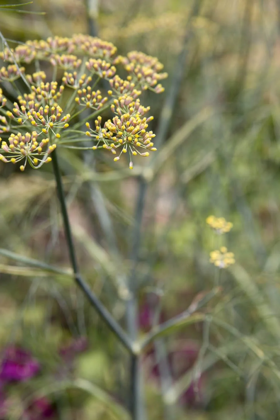 Carminative BETONICA — DIGESTIVE HEALTH - FLATULENCE AND BLOATING