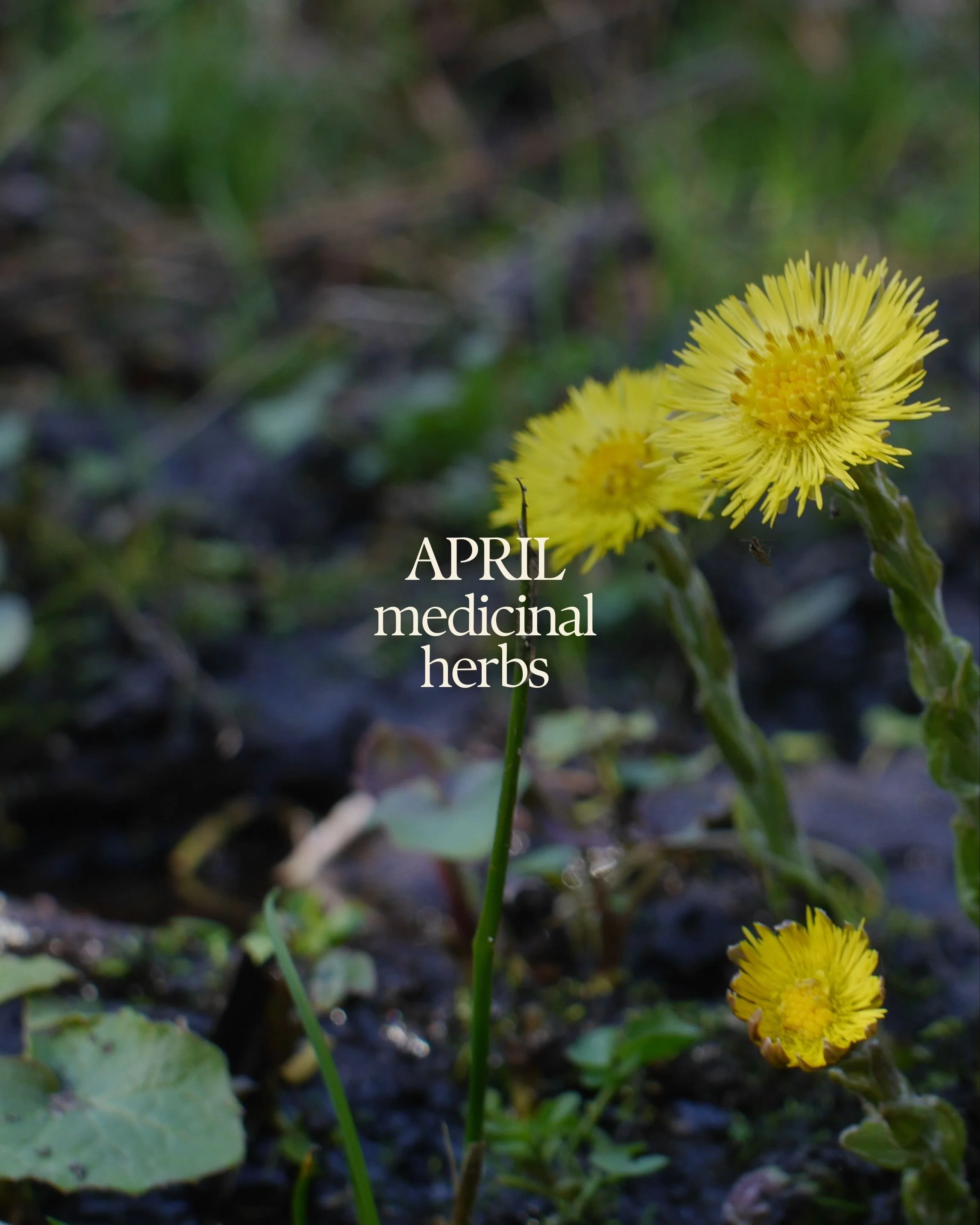 BETONICA — APRIL - THE MONTH OF SPRING TONICS