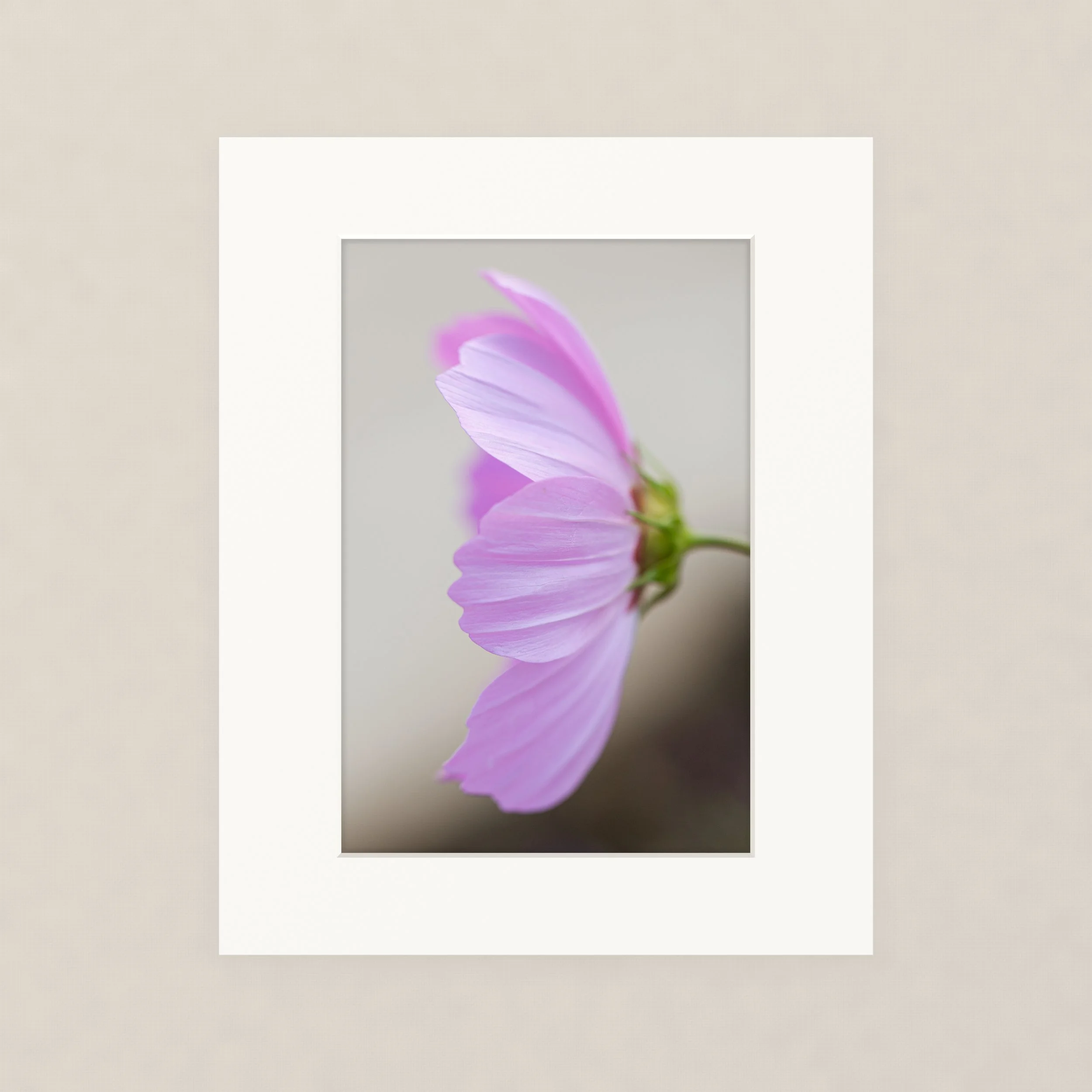 Santa Barara fine art photography prints:  A close-up of a pink and purple flower with a green stem, partially captured in a framed mirror hanging on a beige wall.