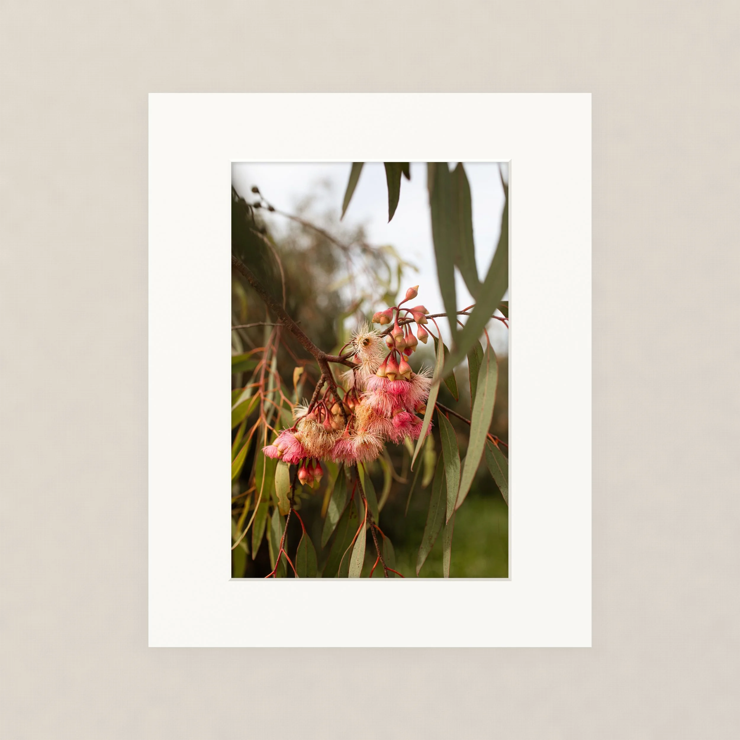 Santa Barara fine art photography prints:  Close-up of a flowering eucalyptus 