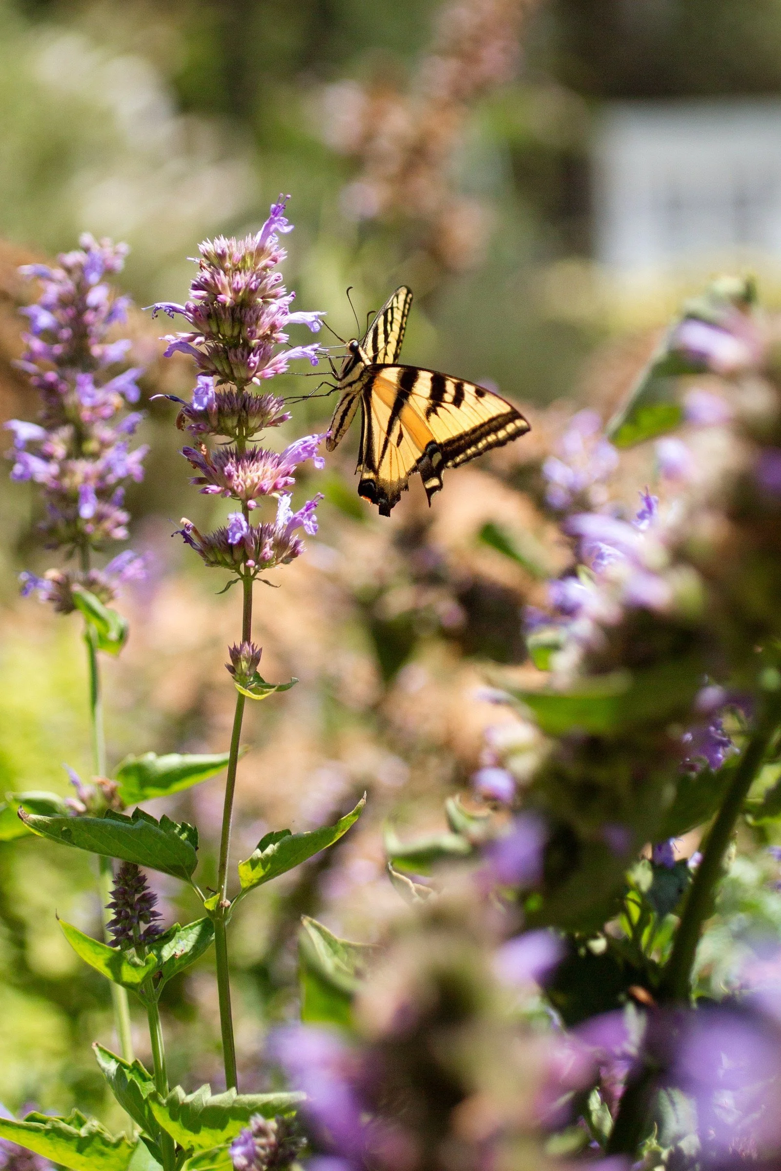ojai valley inn ©saraprince11.jpg