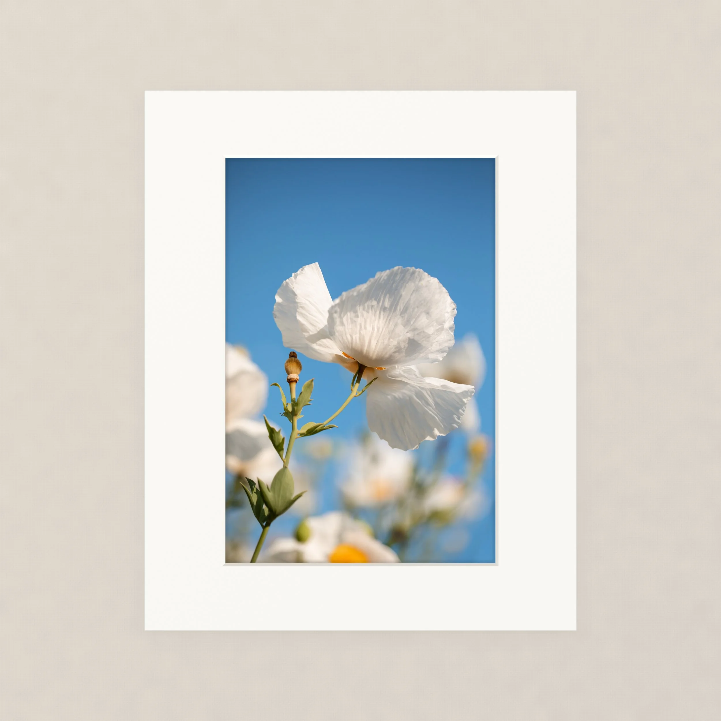 Santa Barara fine art photography prints:  Close-up of a Matilija poppy