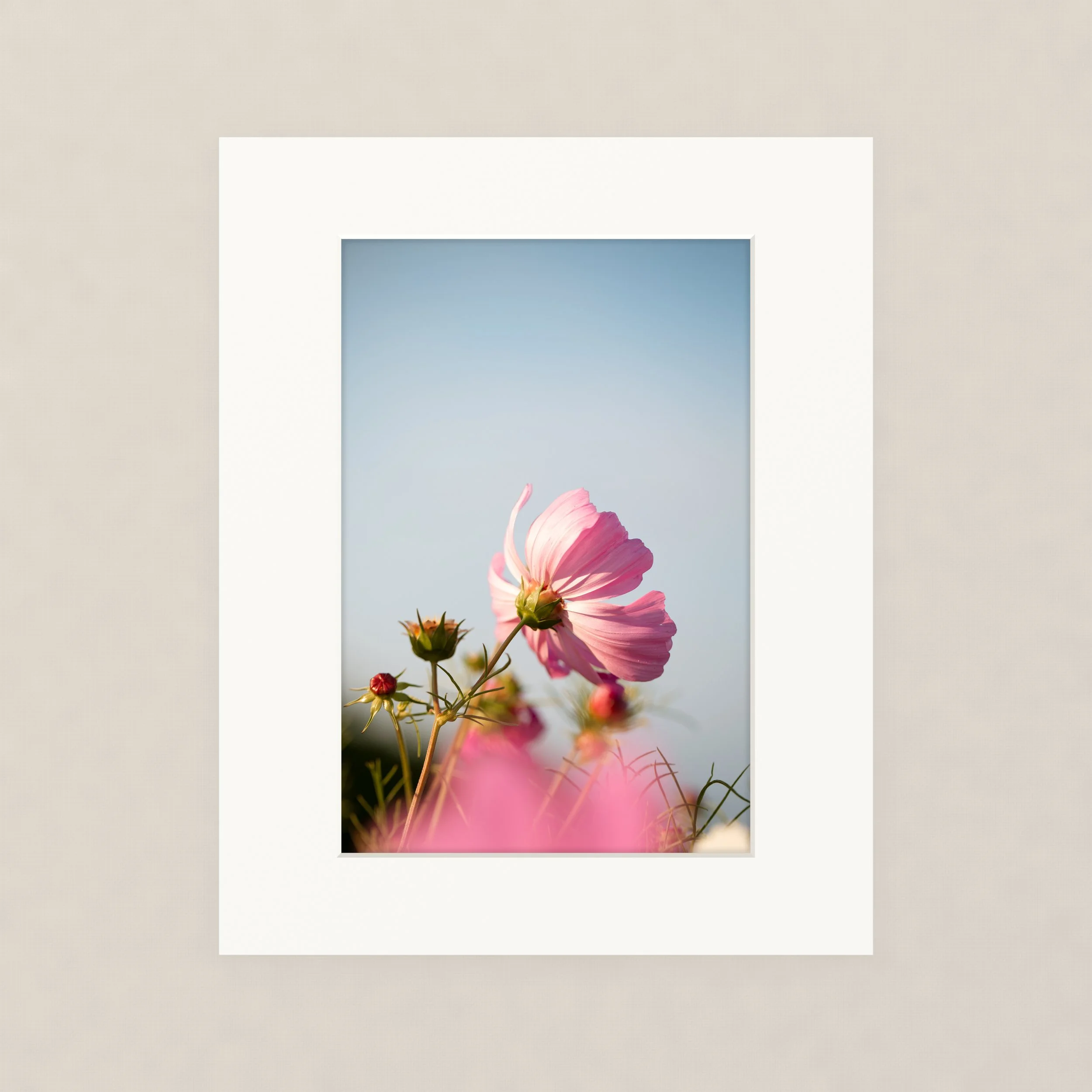 Santa Barara fine art photography prints:  Close-up of pink and purple flowers with a pale blue sky background.