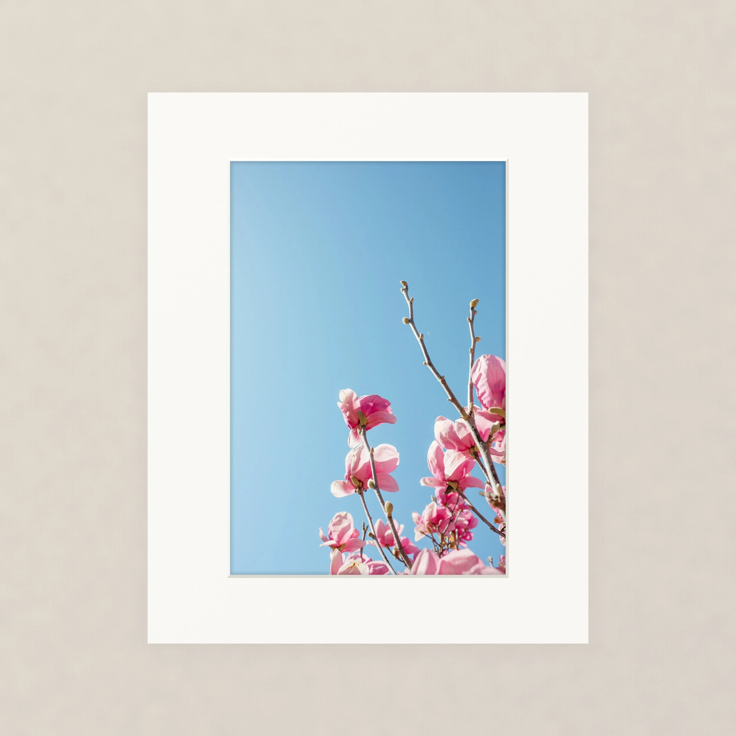 Santa Barara fine art photography prints: Close-up of pink flowers on a branch against a bright blue sky.