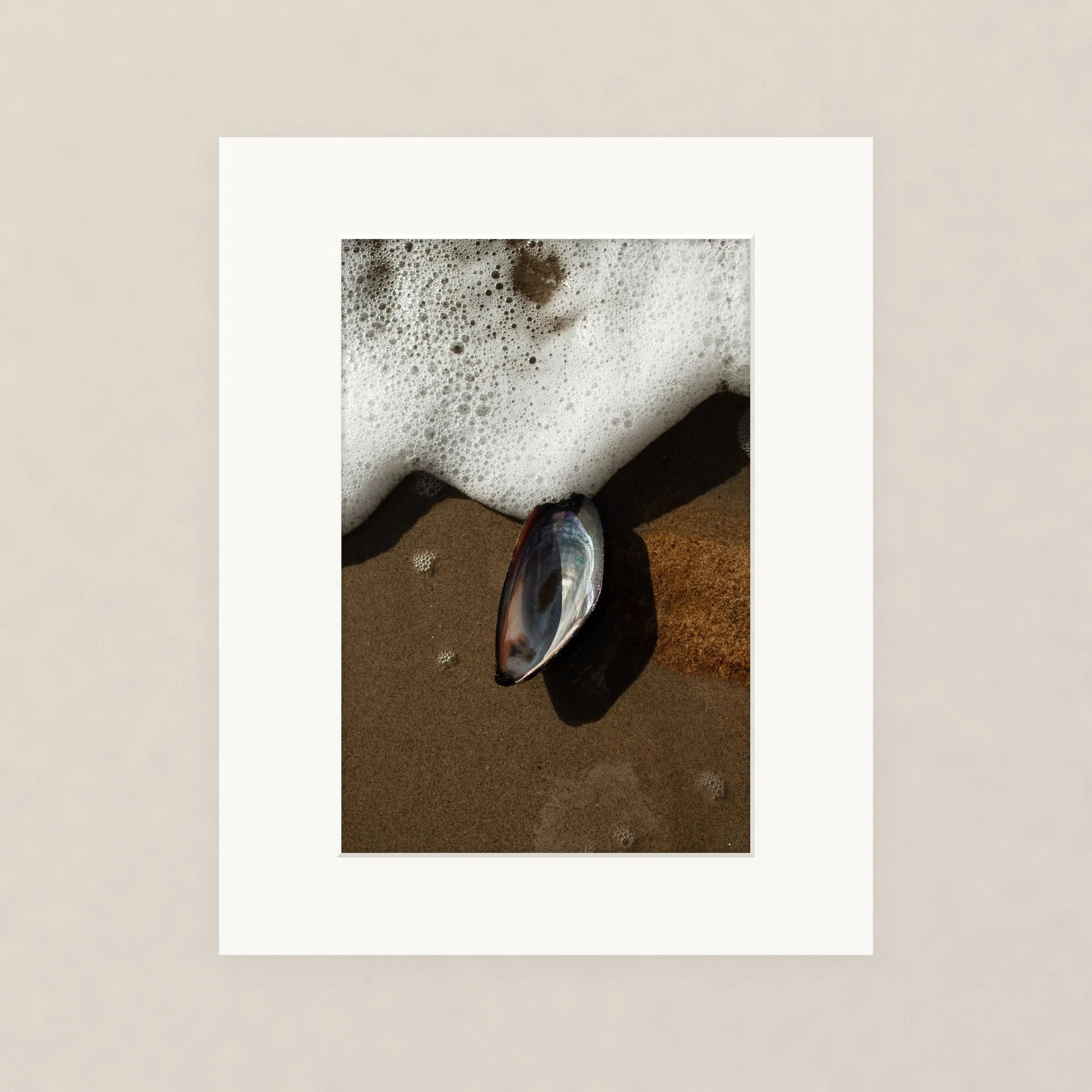 Santa Barara fine art photography prints: shell on beach