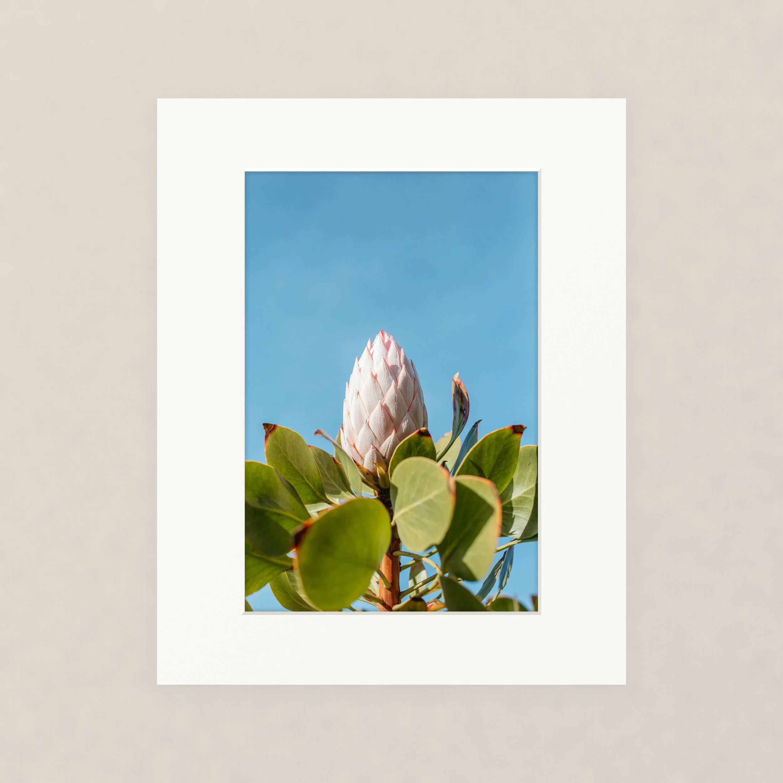 Santa Barara fine art photography prints:  Close-up of a flowering protea plant with green leaves and a pinkish-purple flower bud, against a clear blue sky.
