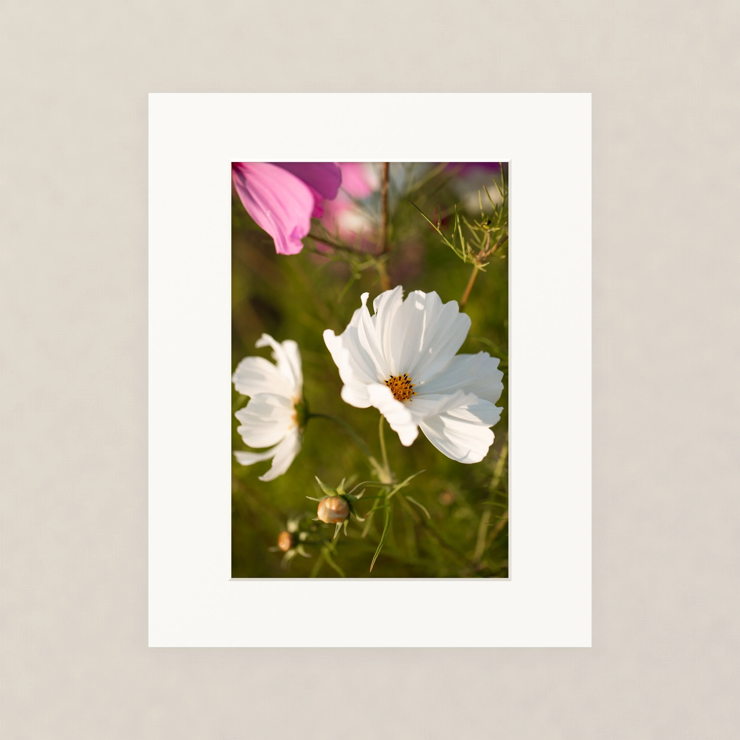 Santa Barara fine art photography prints:  Close-up of pink and white flowers with green grass and stems in the background.