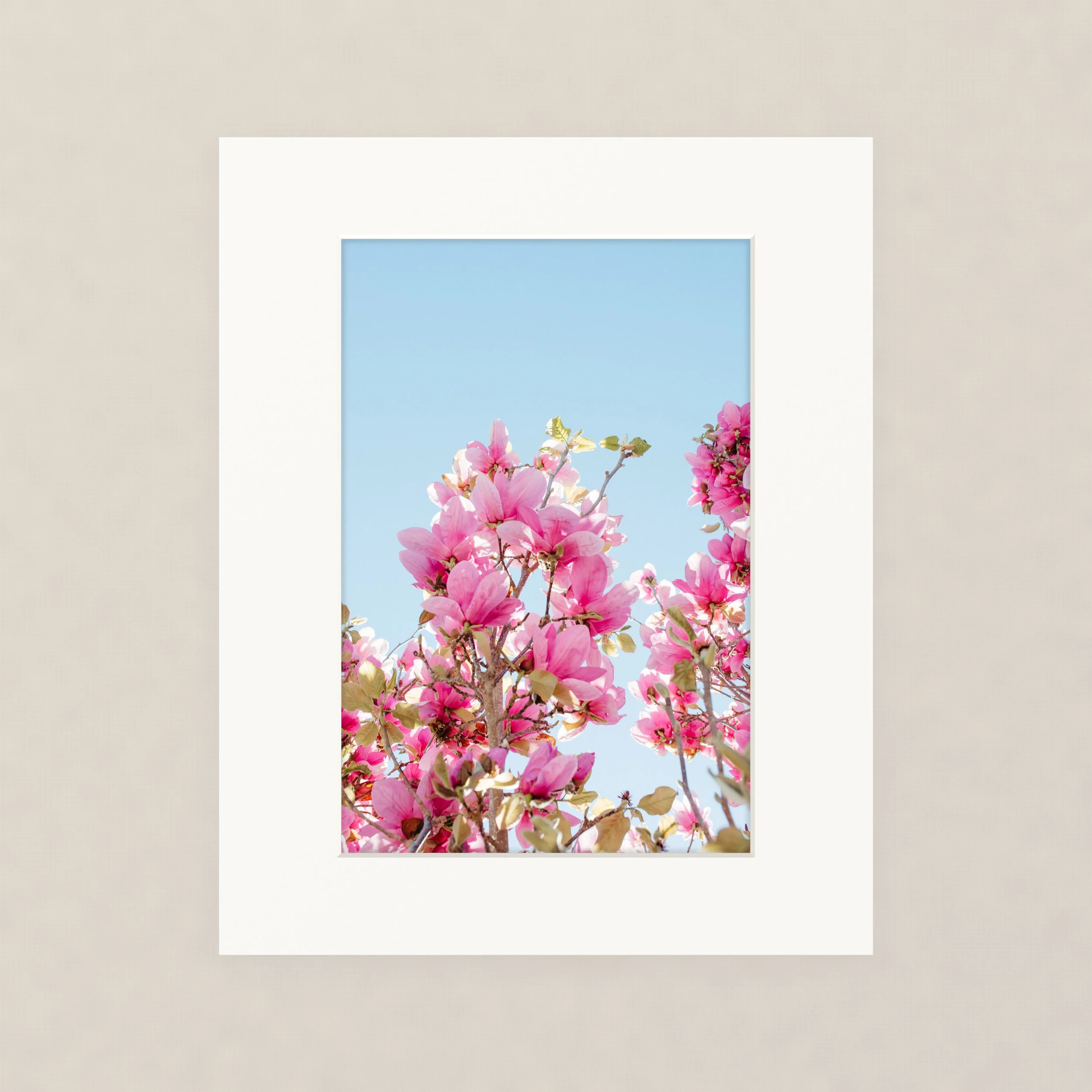 Santa Barara fine art photography prints:  Close-up of Hong Kong orchid on branches against a blue sky.