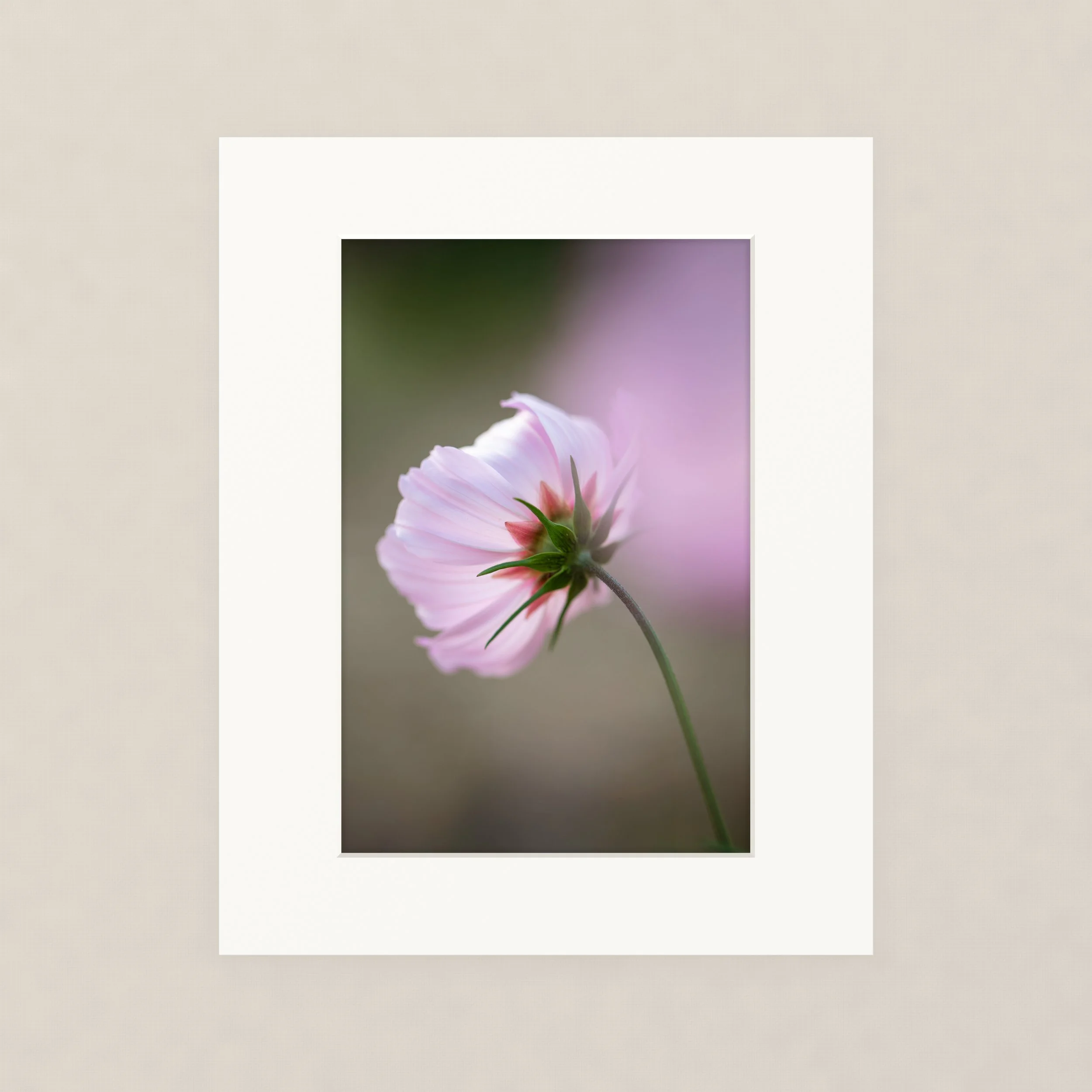 Santa Barara fine art photography prints:  Close-up of a soft pink flower with a green stem against a blurred purple and green background.