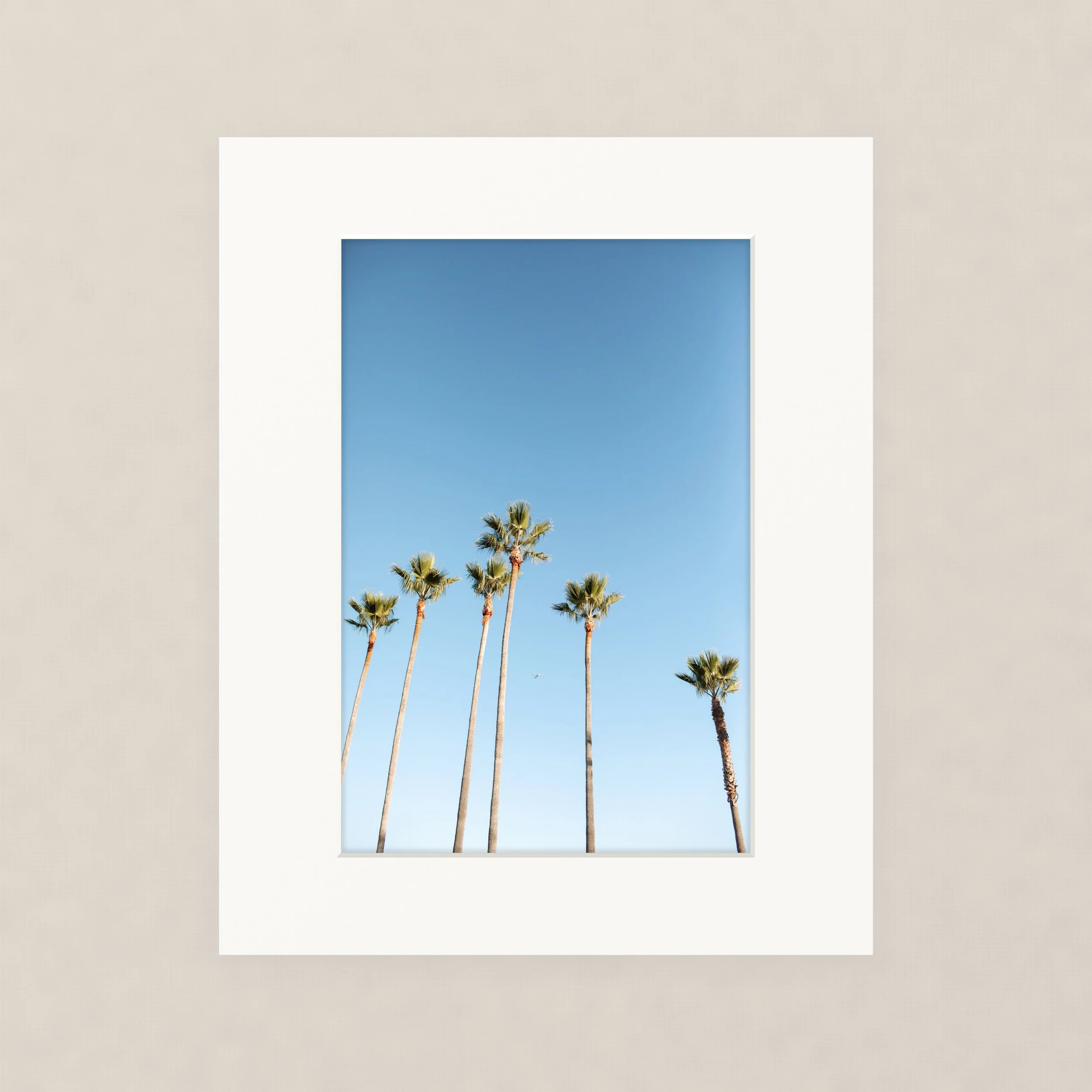 Santa Barara fine art photography prints:  Palm trees against a blue sky with a tiny plane