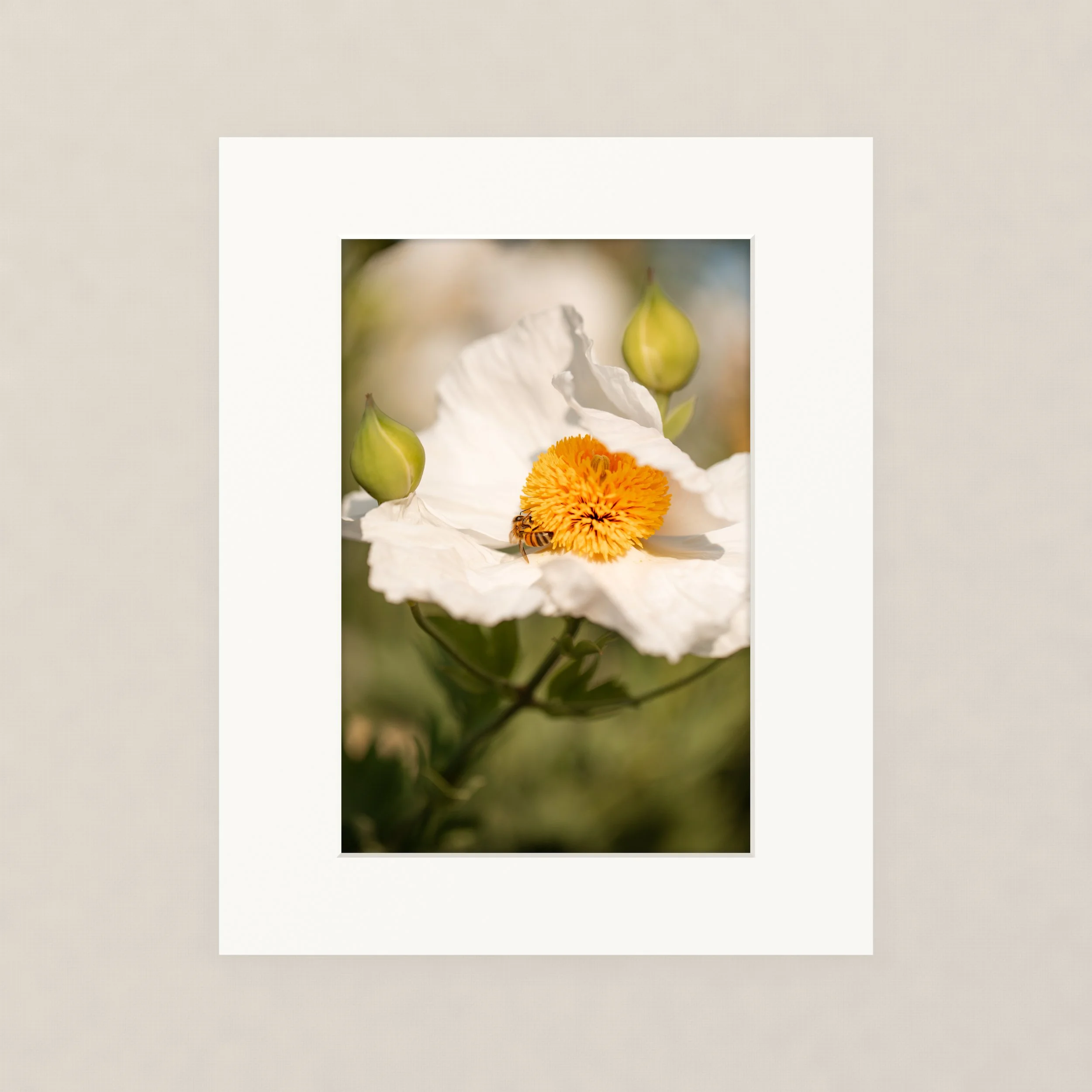 Santa Barara fine art photography prints:  Close-up of a white flower with an orange center and green buds, with a honeybee collecting nectar.