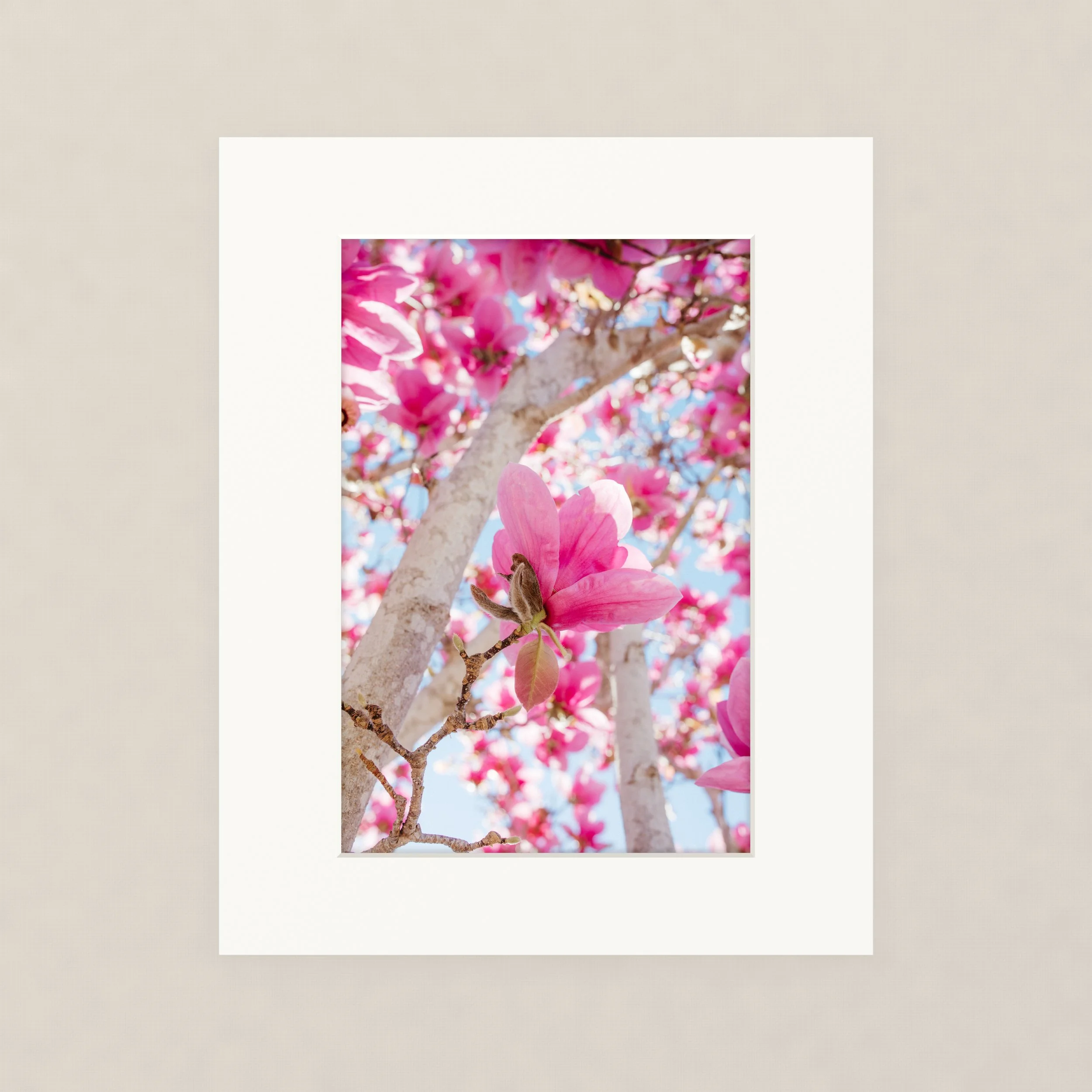 Santa Barara fine art photography prints:  Close-up of pink magnolia flowers on branches against a bright blue sky.