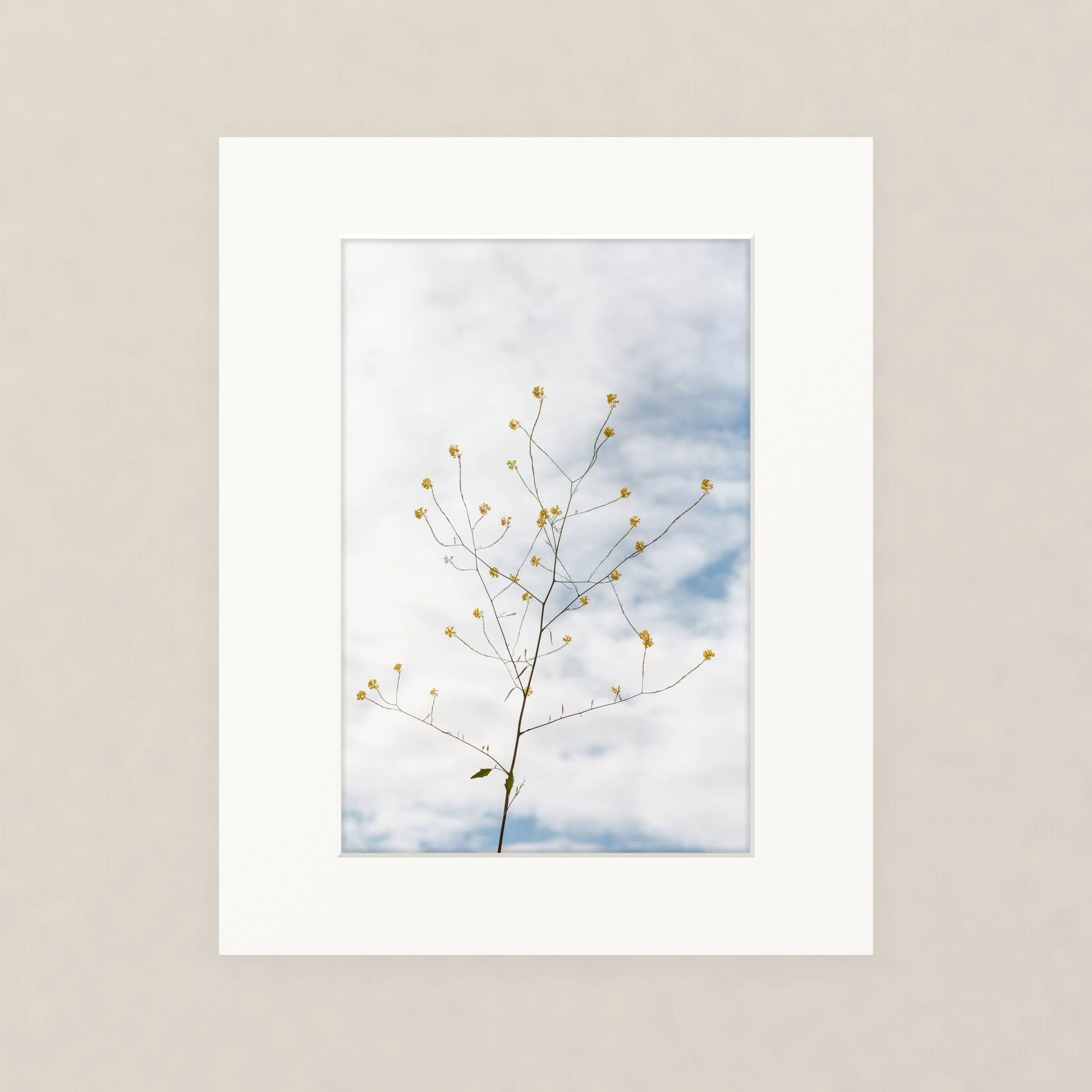 Santa Barara fine art photography prints:  mustard flowers against puffy white clouds