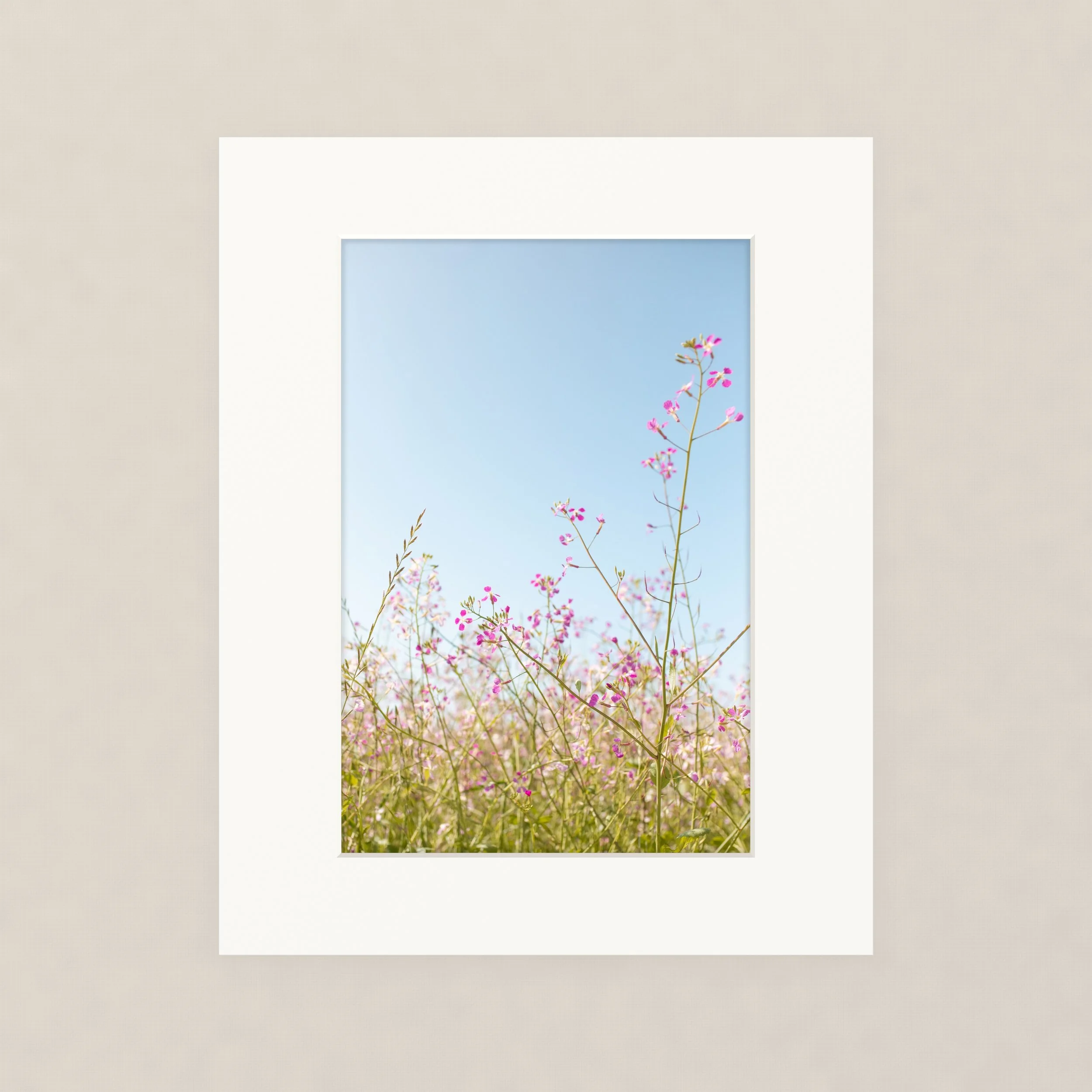 Santa Barara fine art photography prints:  Close-up of pink flowering plants against a clear blue sky in Santa Barbara