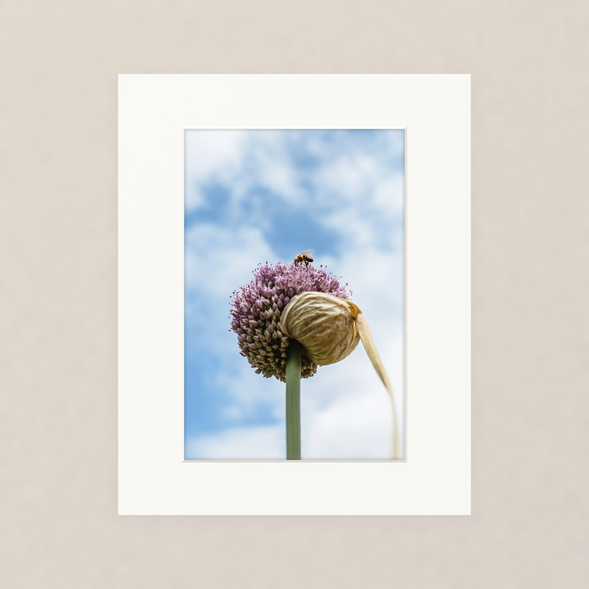 Santa Barara fine art photography prints: A bee on an onion flower.
