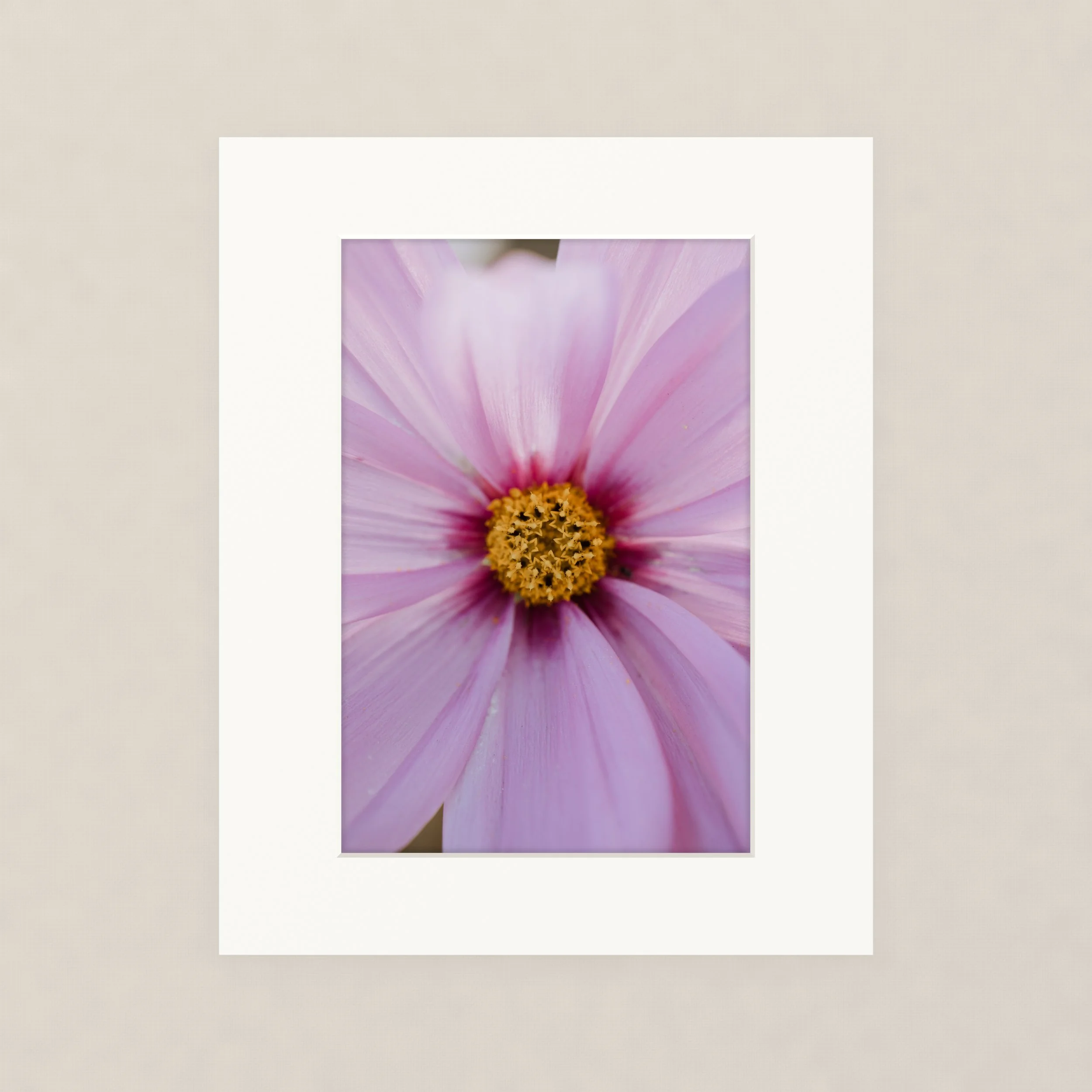 Santa Barara fine art photography prints:  Close-up of a pink flower with yellow and dark center