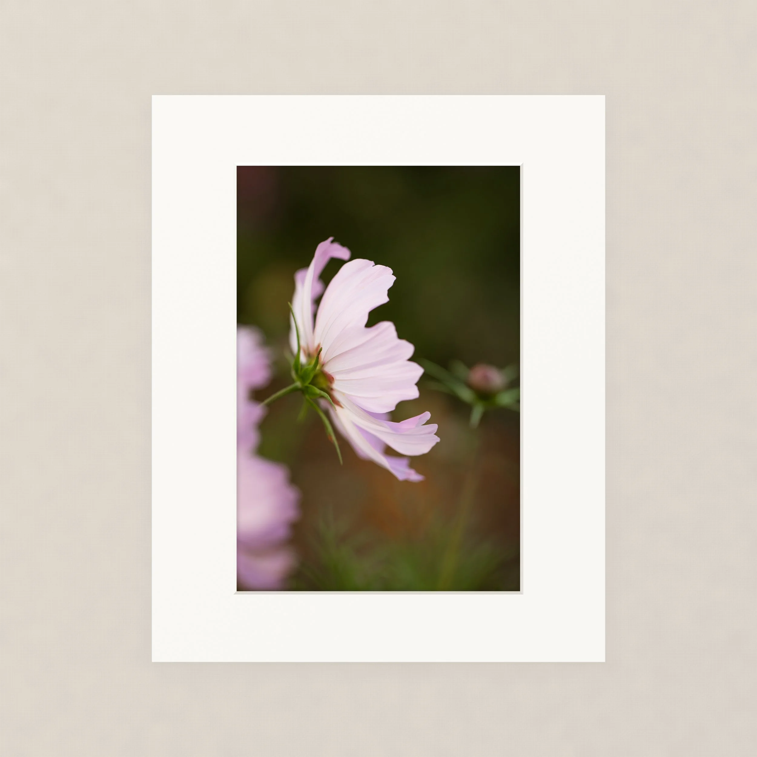 Santa Barara fine art photography prints:  Close-up of cosmos flower in the wind