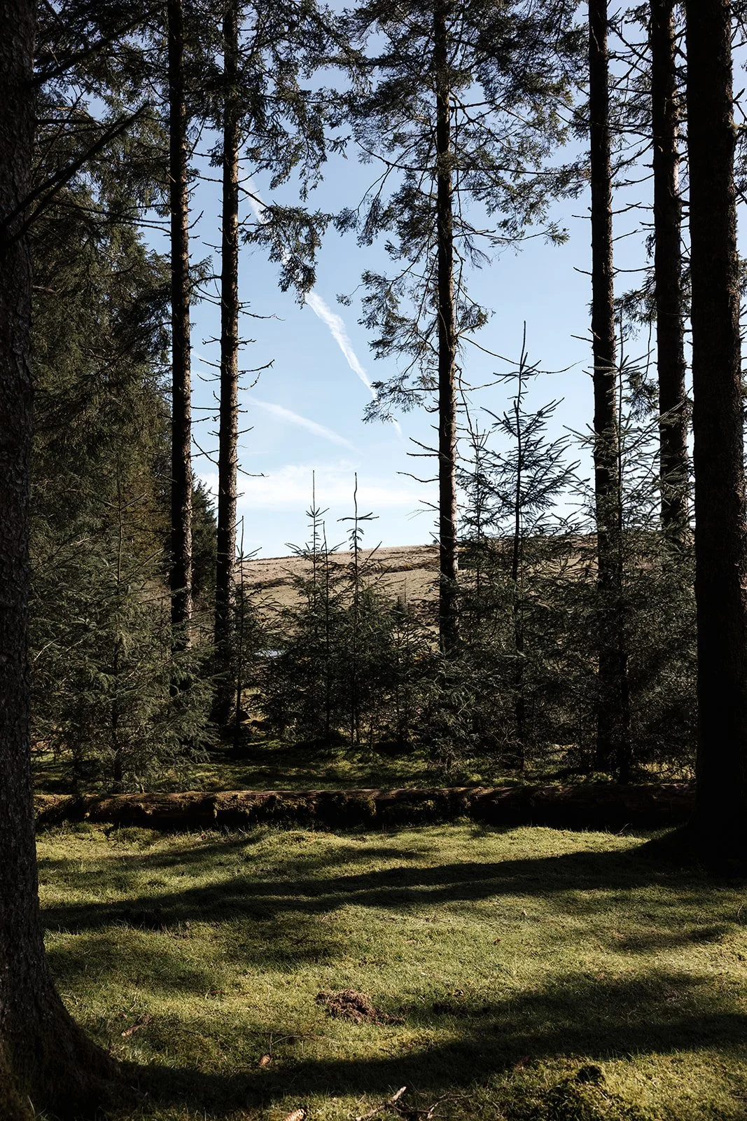 Engagement photoshoot in Dartmoor woodland with couple and their dog in a natural outdoor setting