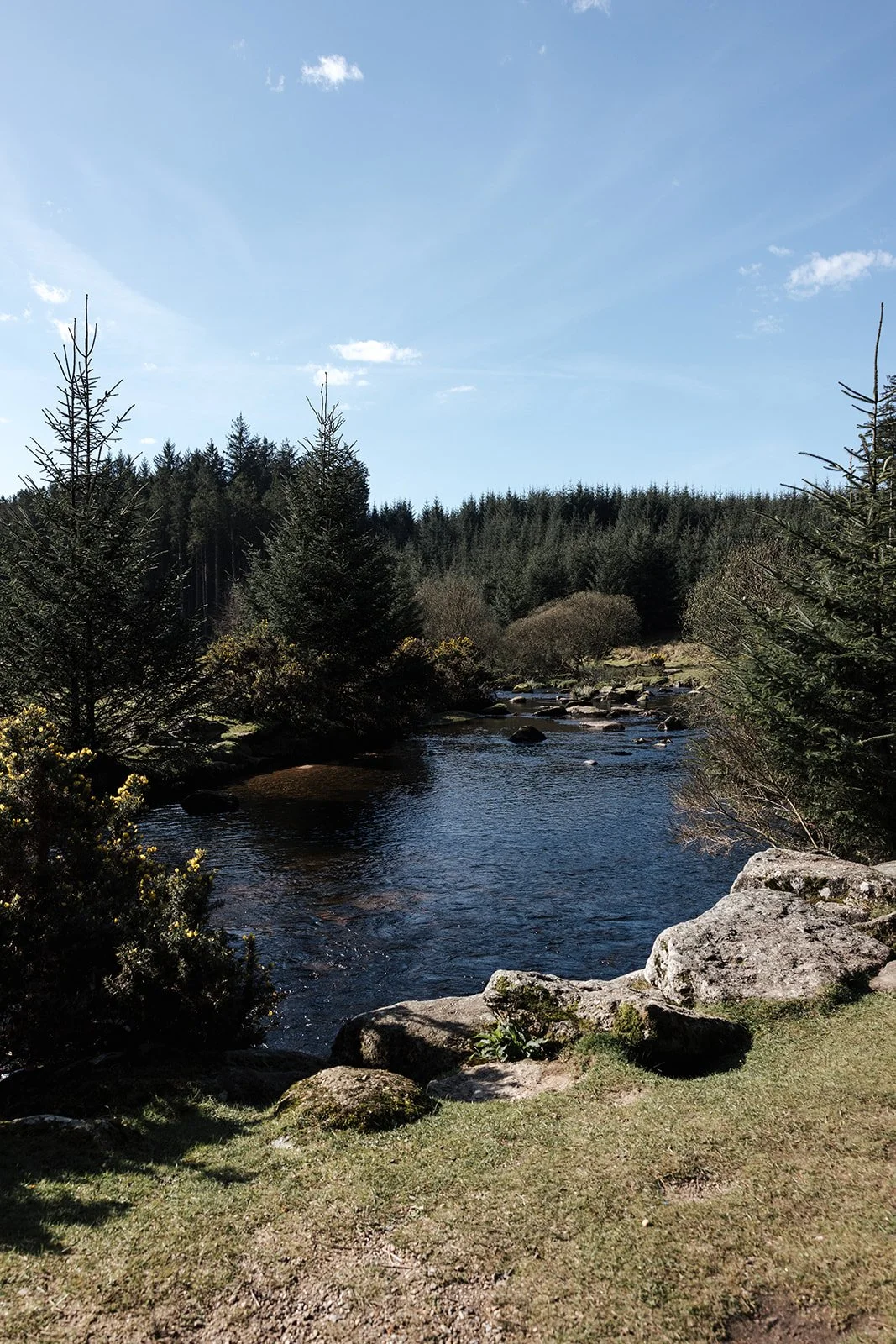 Engagement photoshoot in Dartmoor woodland with couple and their dog in a natural outdoor setting