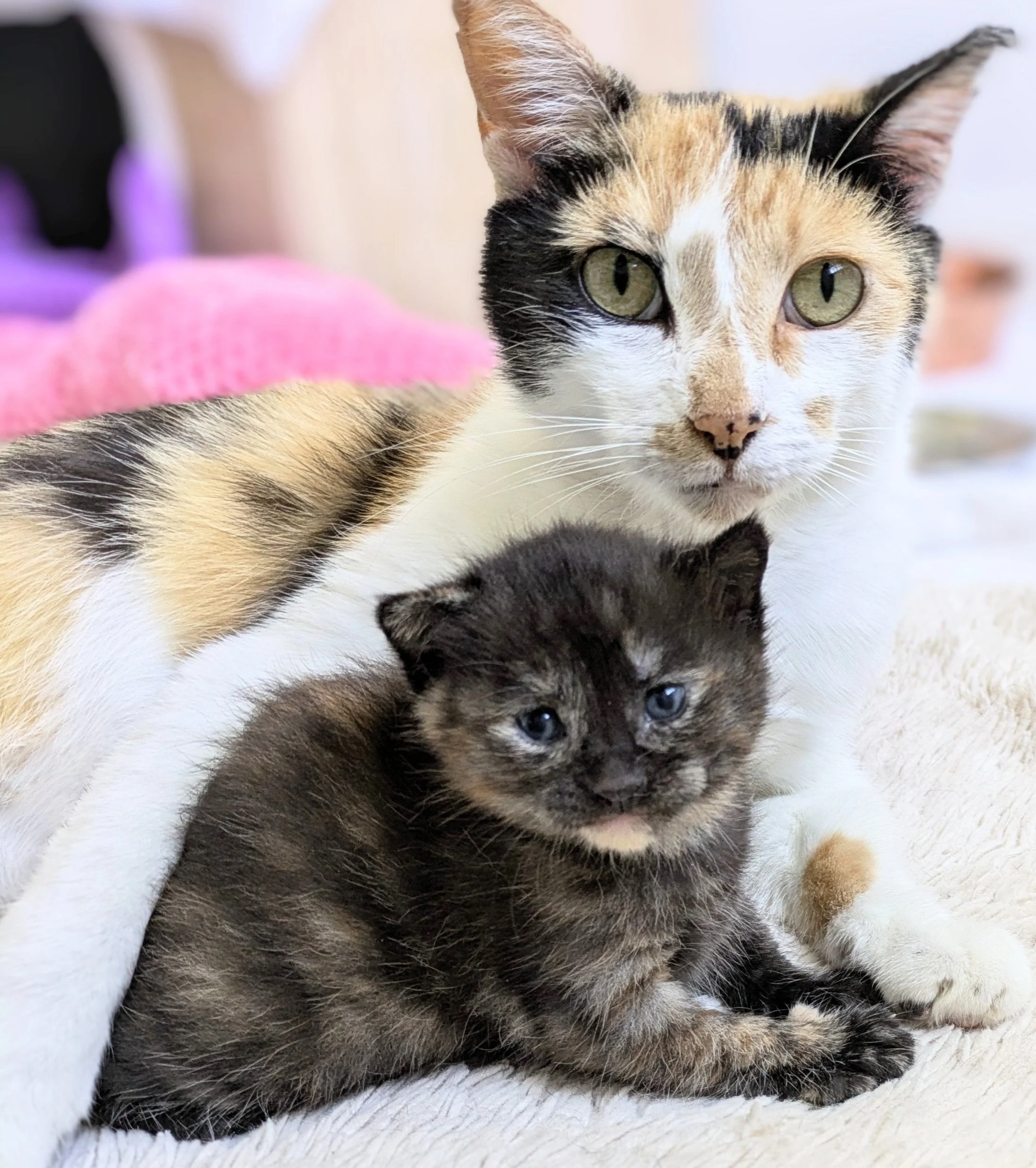 about — The Moggy Nip Factory & Rescue
