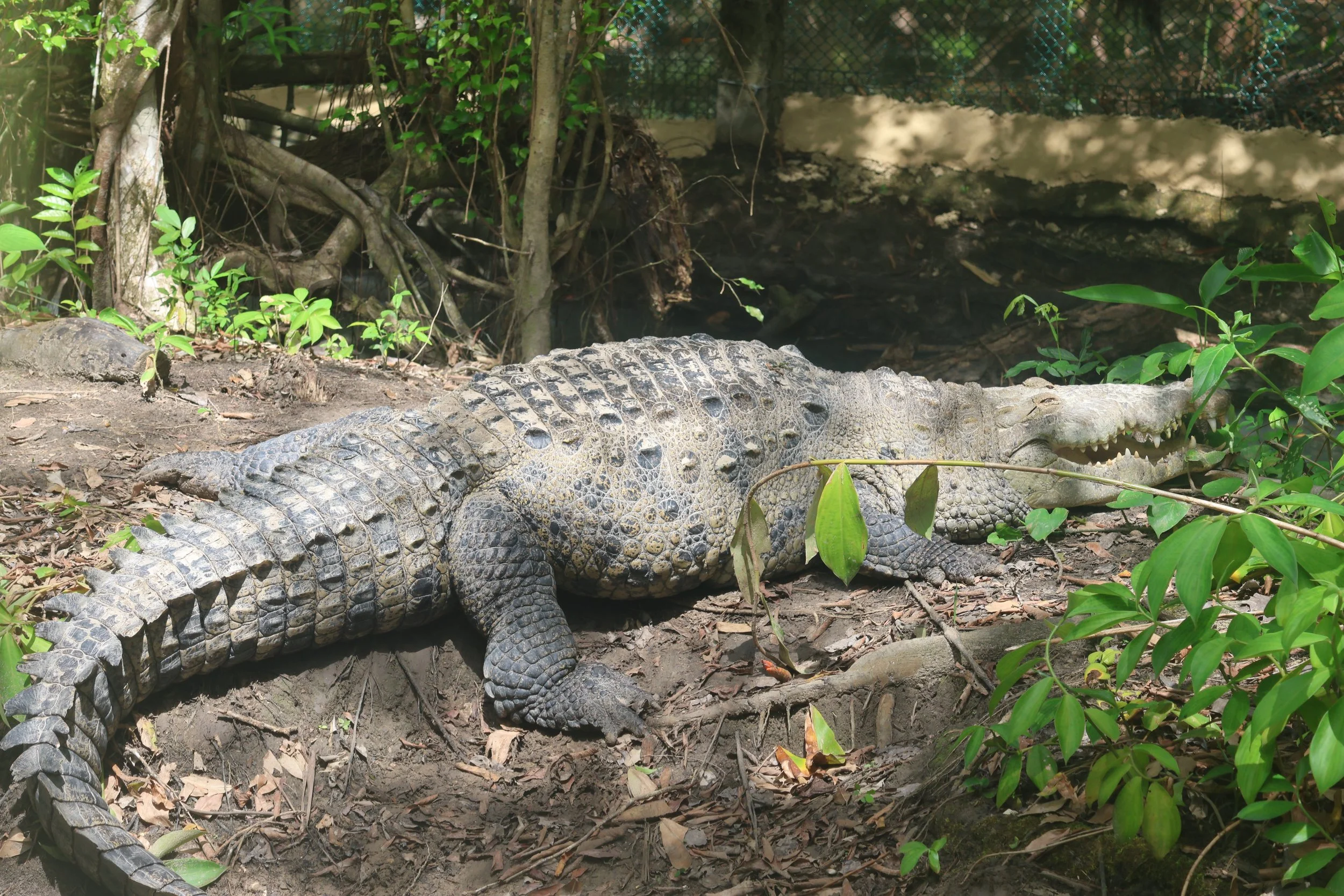 SELECTS_BELIZE_MO0A3231.JPG