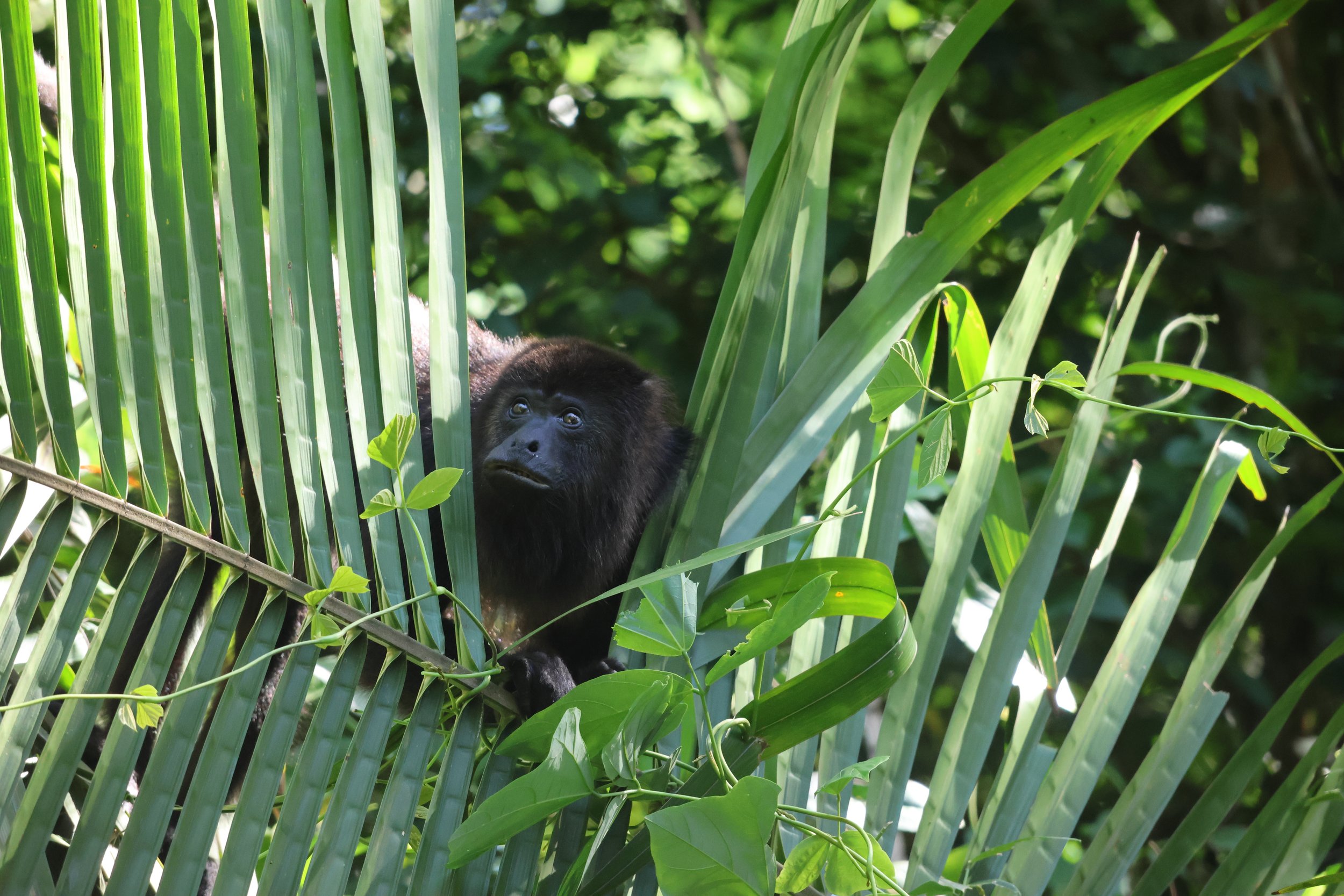 SELECTS_BELIZE_MO0A2513.JPG