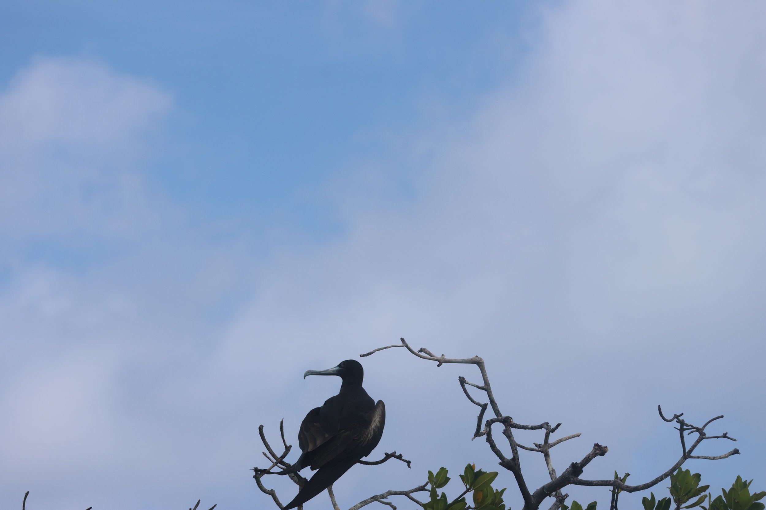 SELECTS_BELIZE_MO0A3118.JPG